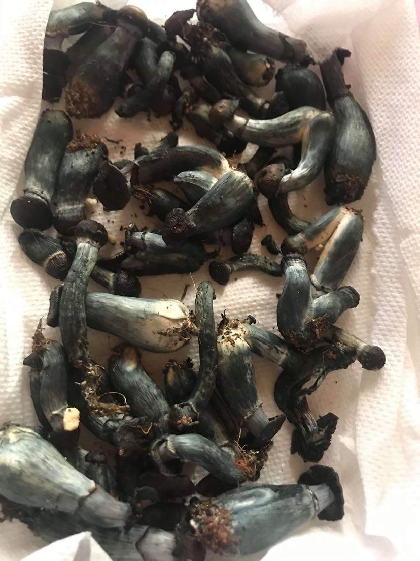 How does these mushrooms look? Why are they so excessively