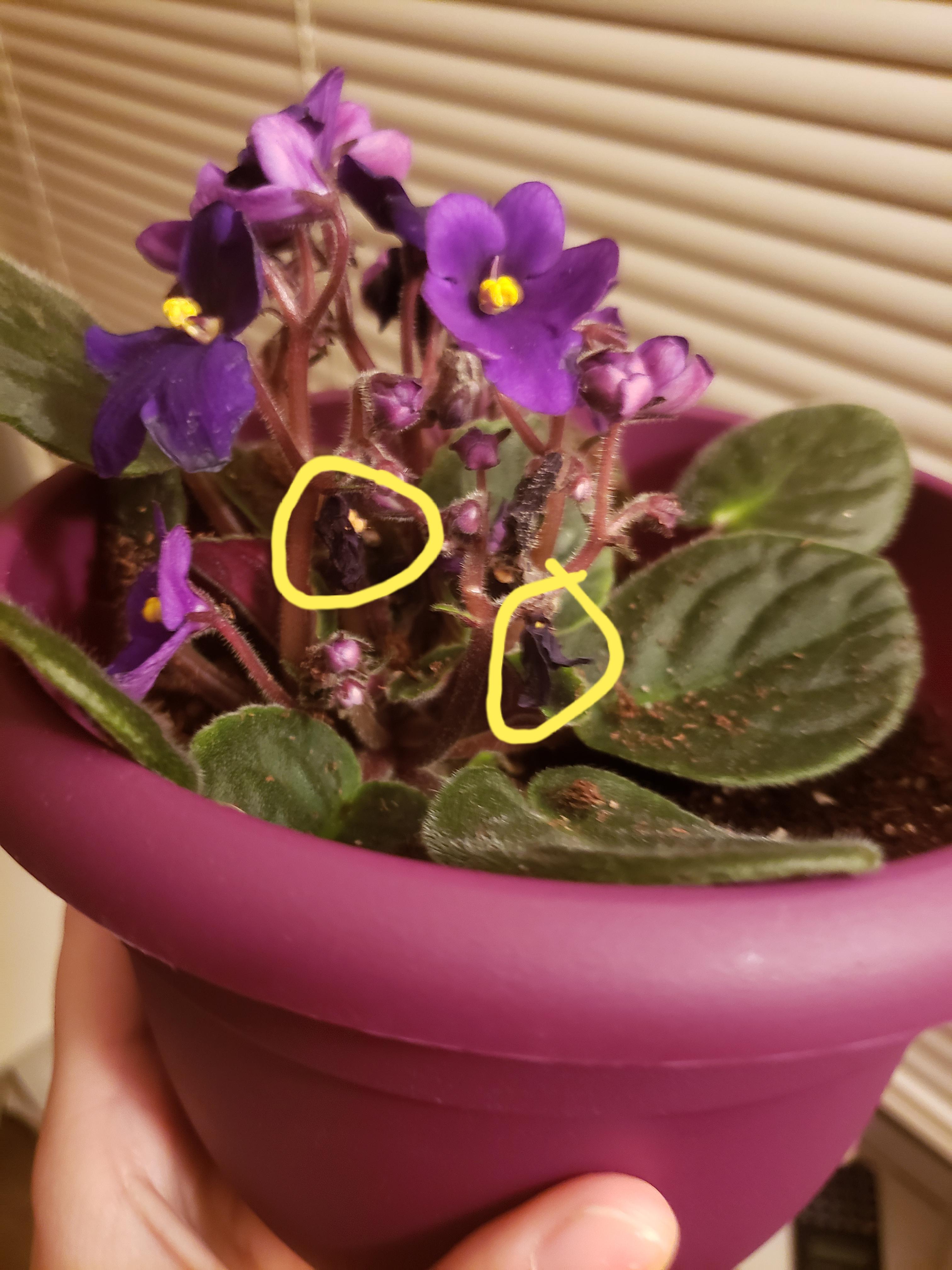 Really new to keeping flowers, should I be picking off the dying petals