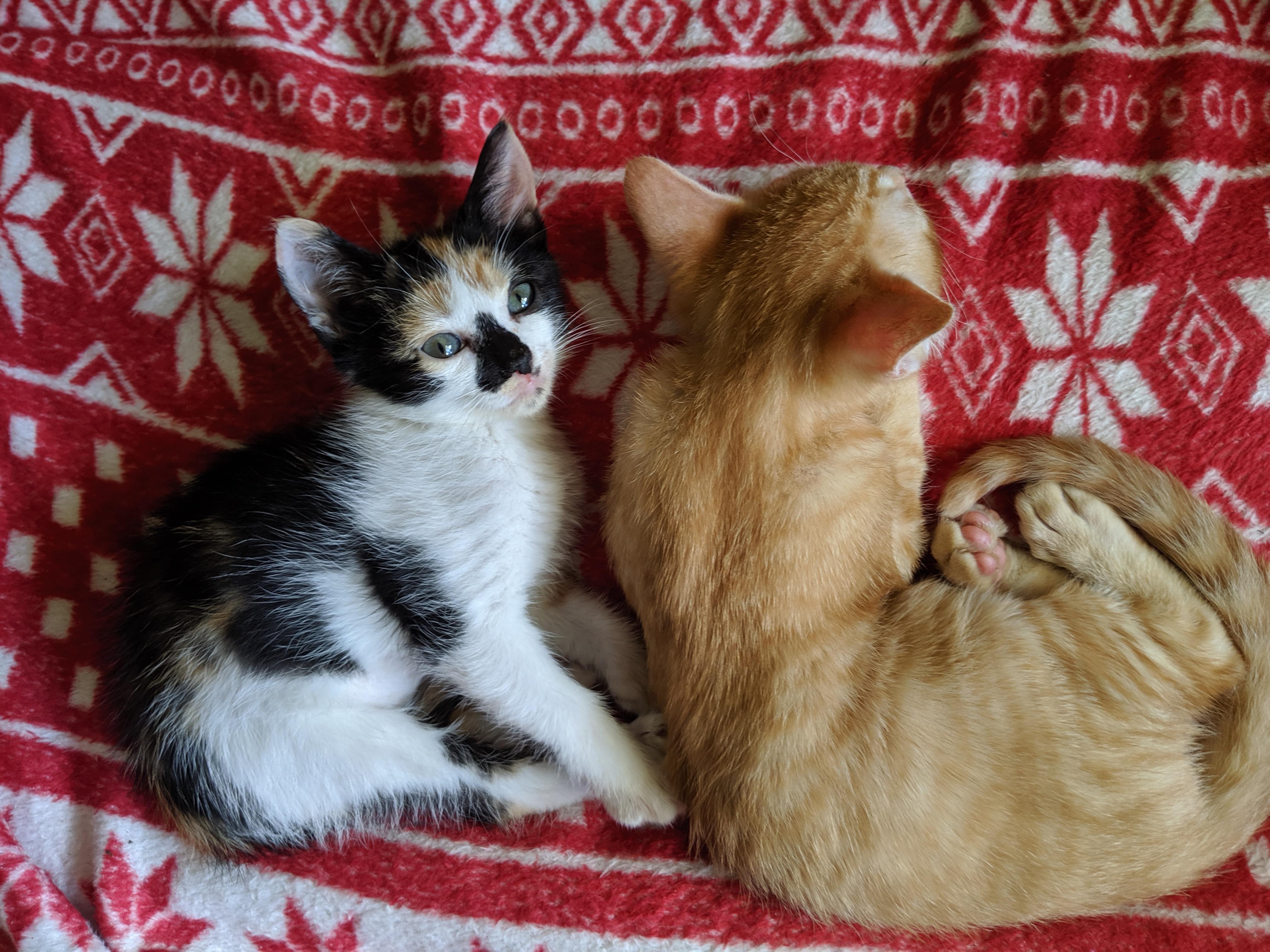 Kitten and Puppy Adoptions at Edmond Petsmart today! My sweet fosters
