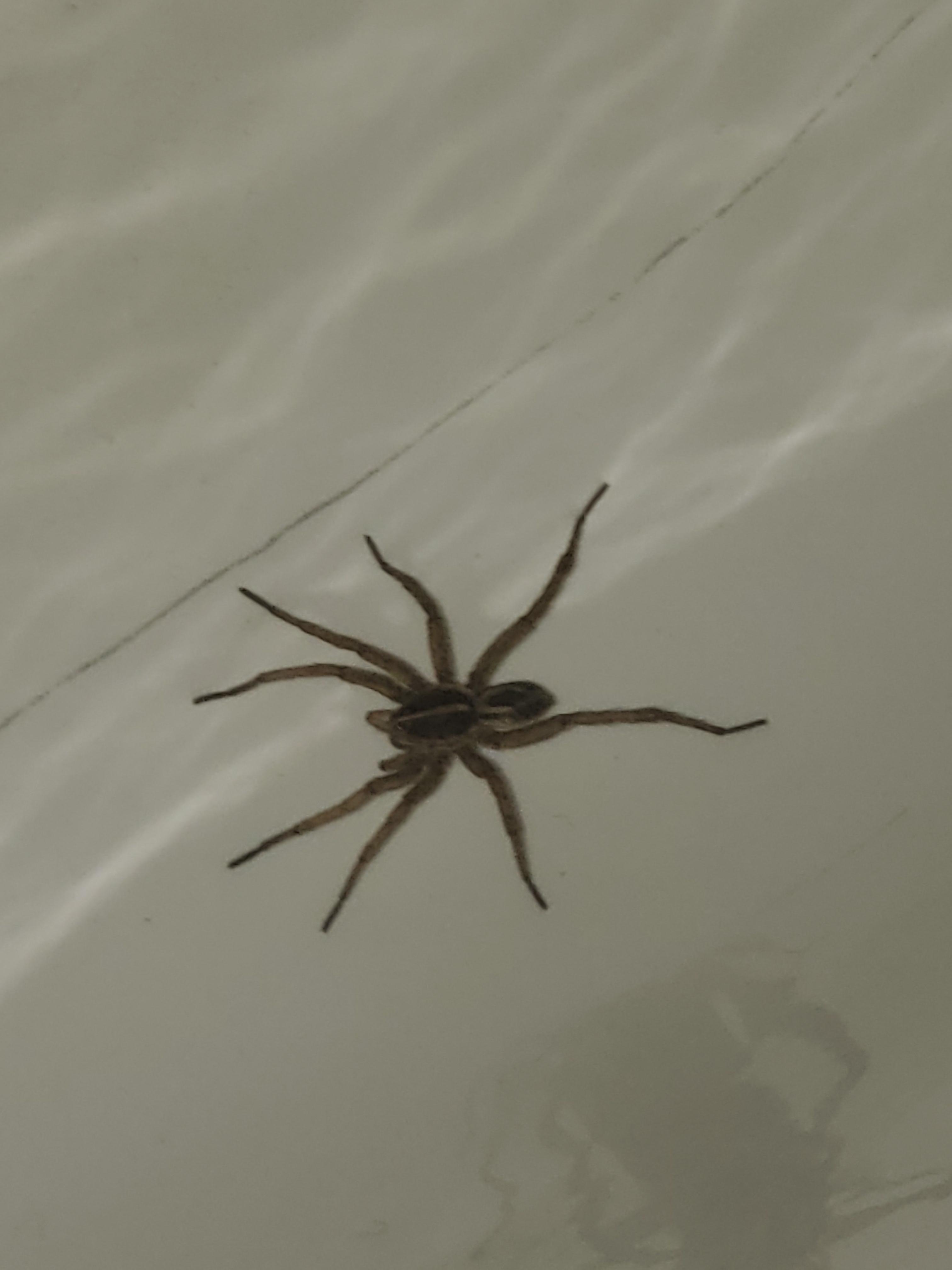 Found a spider bro in my bathtub this morning. Grass Spider? r/spiders