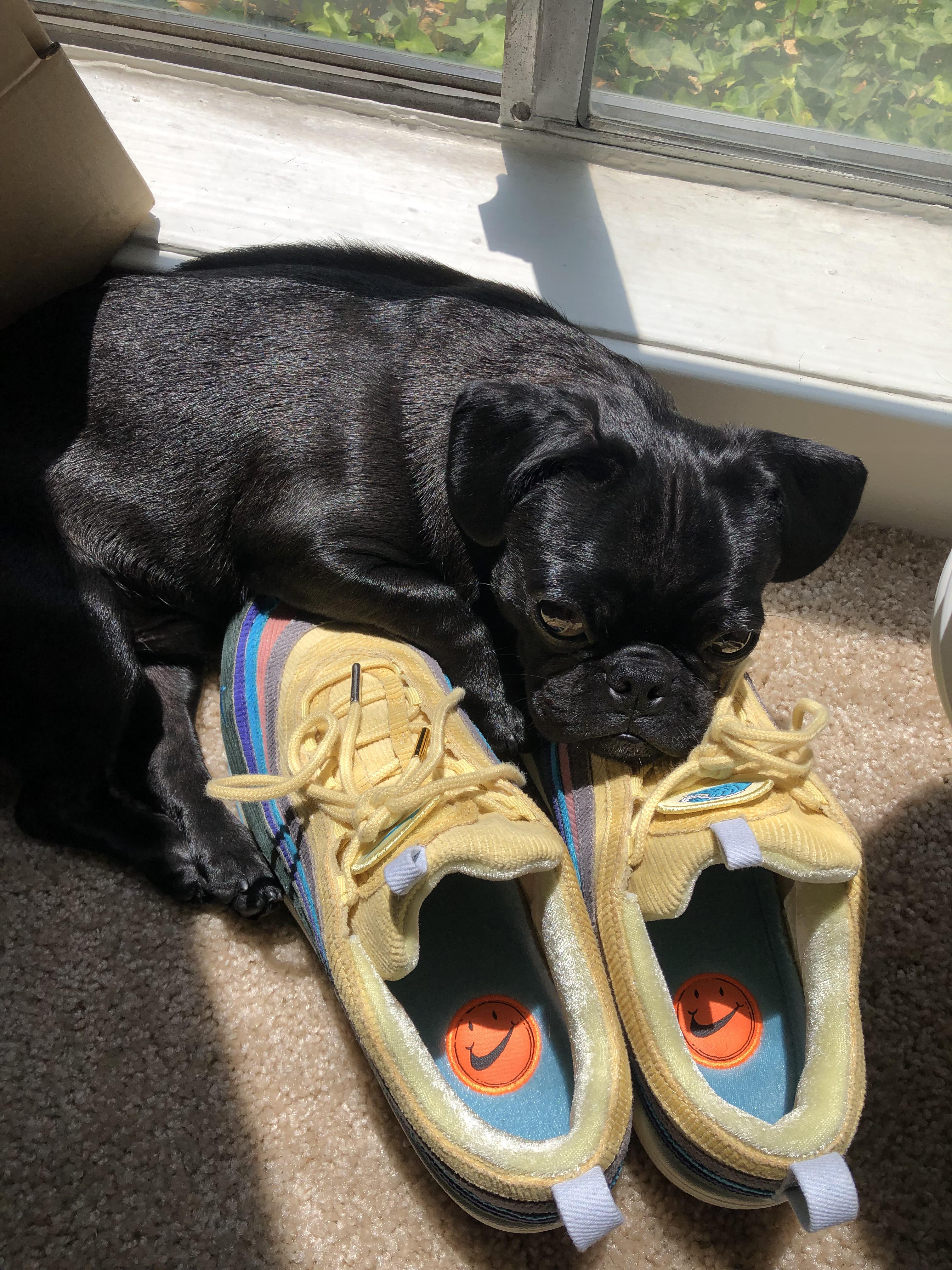 My Pug loves shoes and sunshine! 🌞 r/pugs