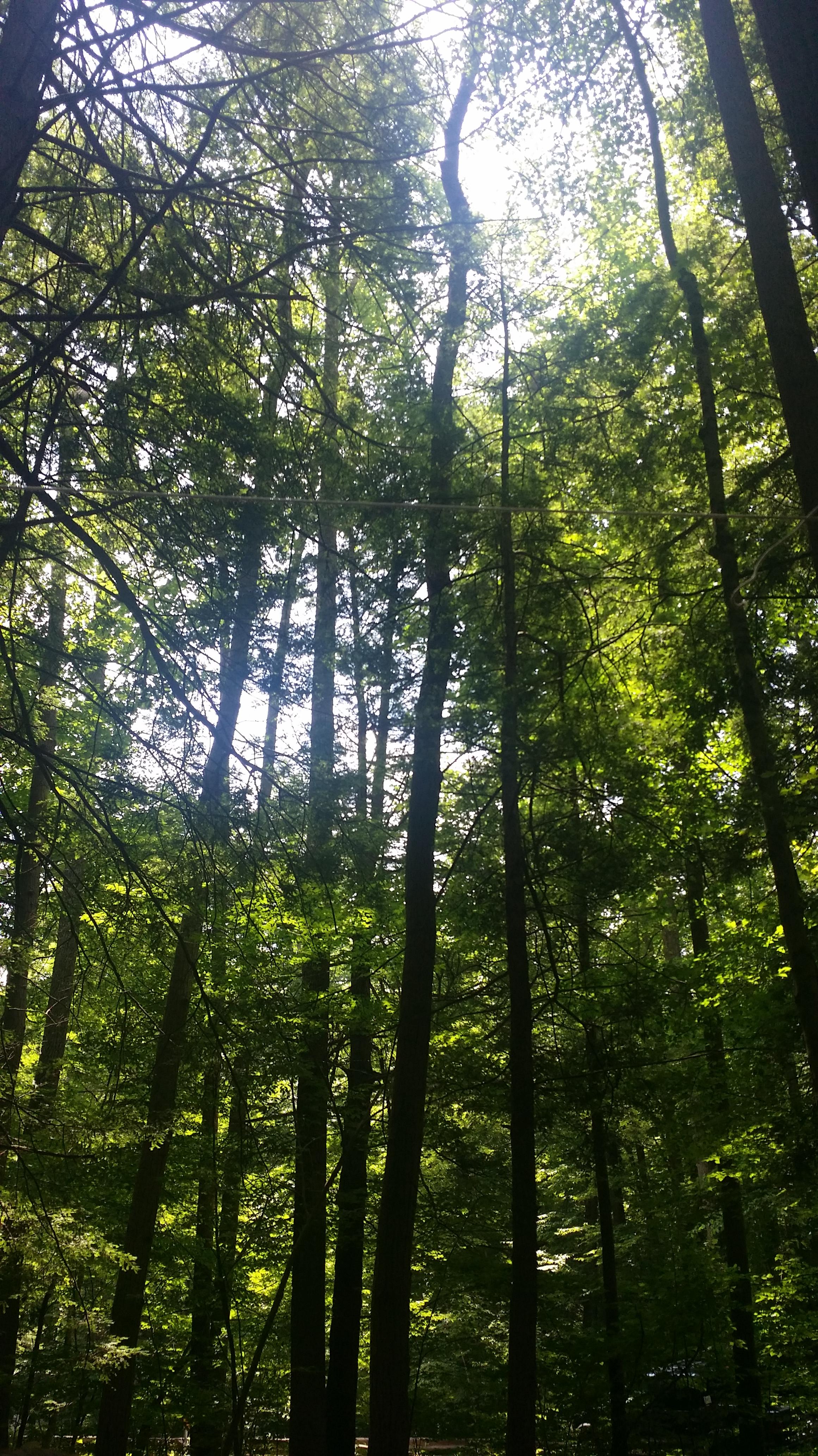 Tuscarora State Forrest, Pennsylvania OC [4128x2322] r/EarthPorn