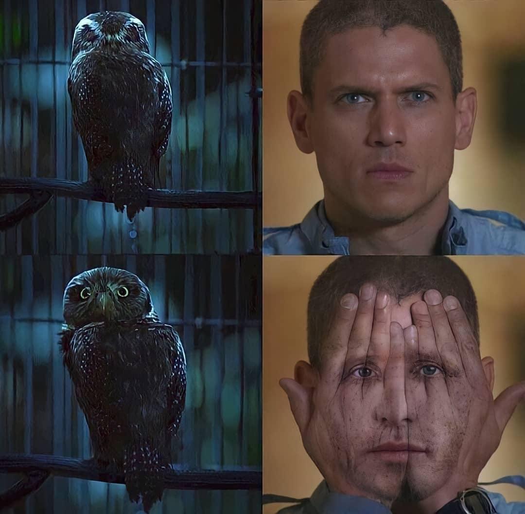 This Always Have Been The Highlight Of Season 5 : R/Prisonbreak 1056_x_1080_jpg