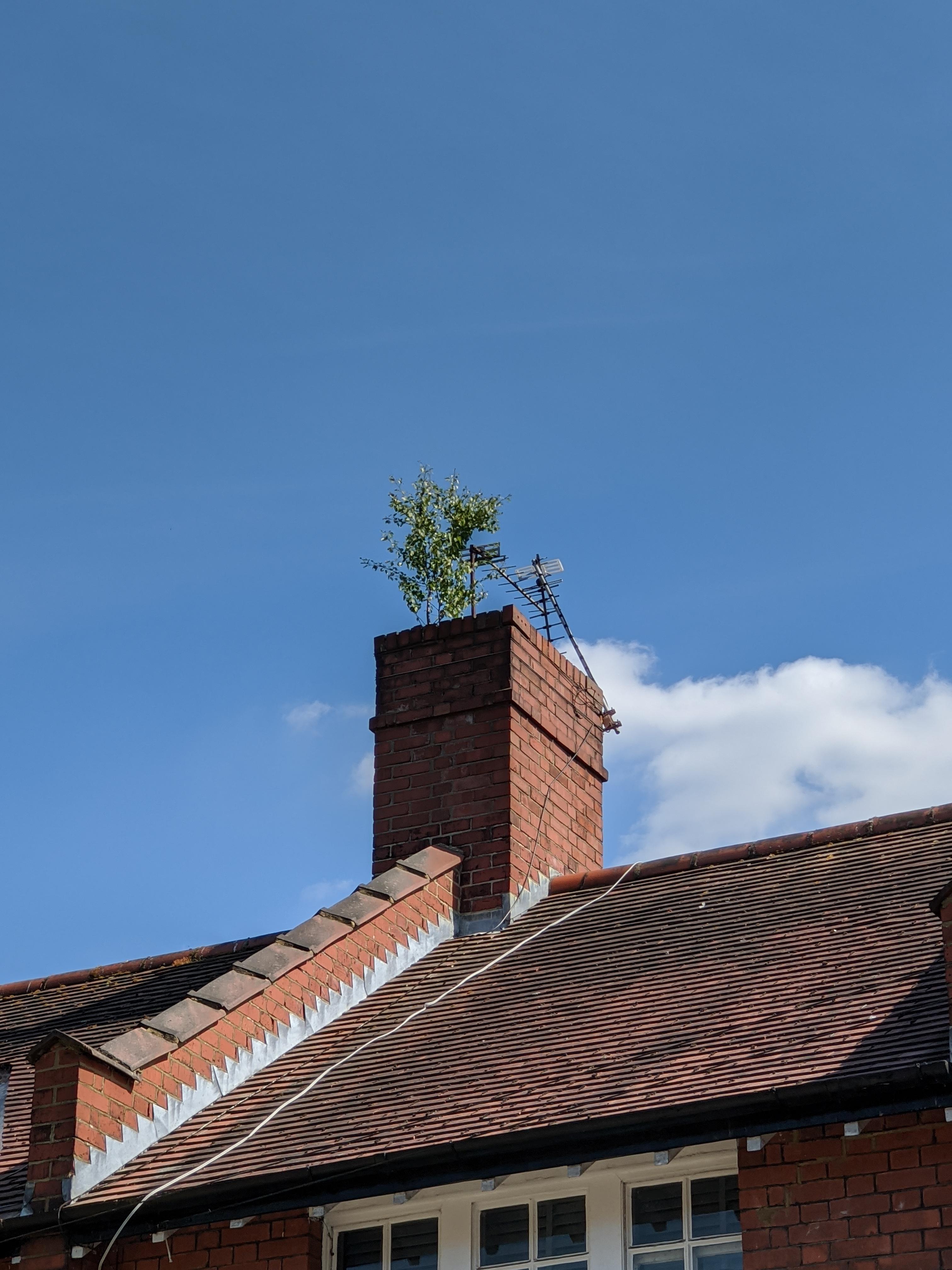 This chimney has a tree growing out of it. r/mildlyinteresting