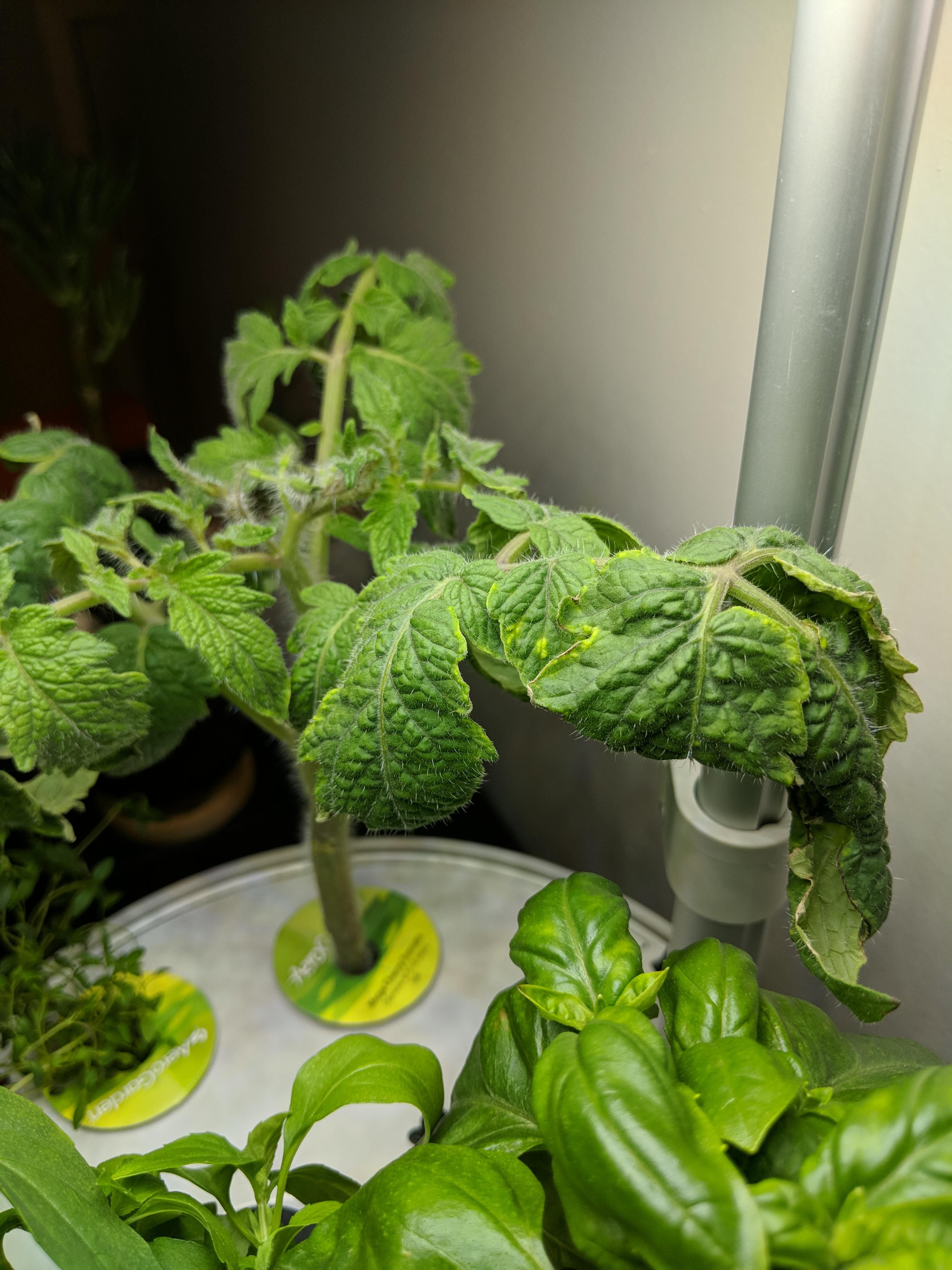 My tomato plant puts out new growth but the leaves quickly wilt. Not