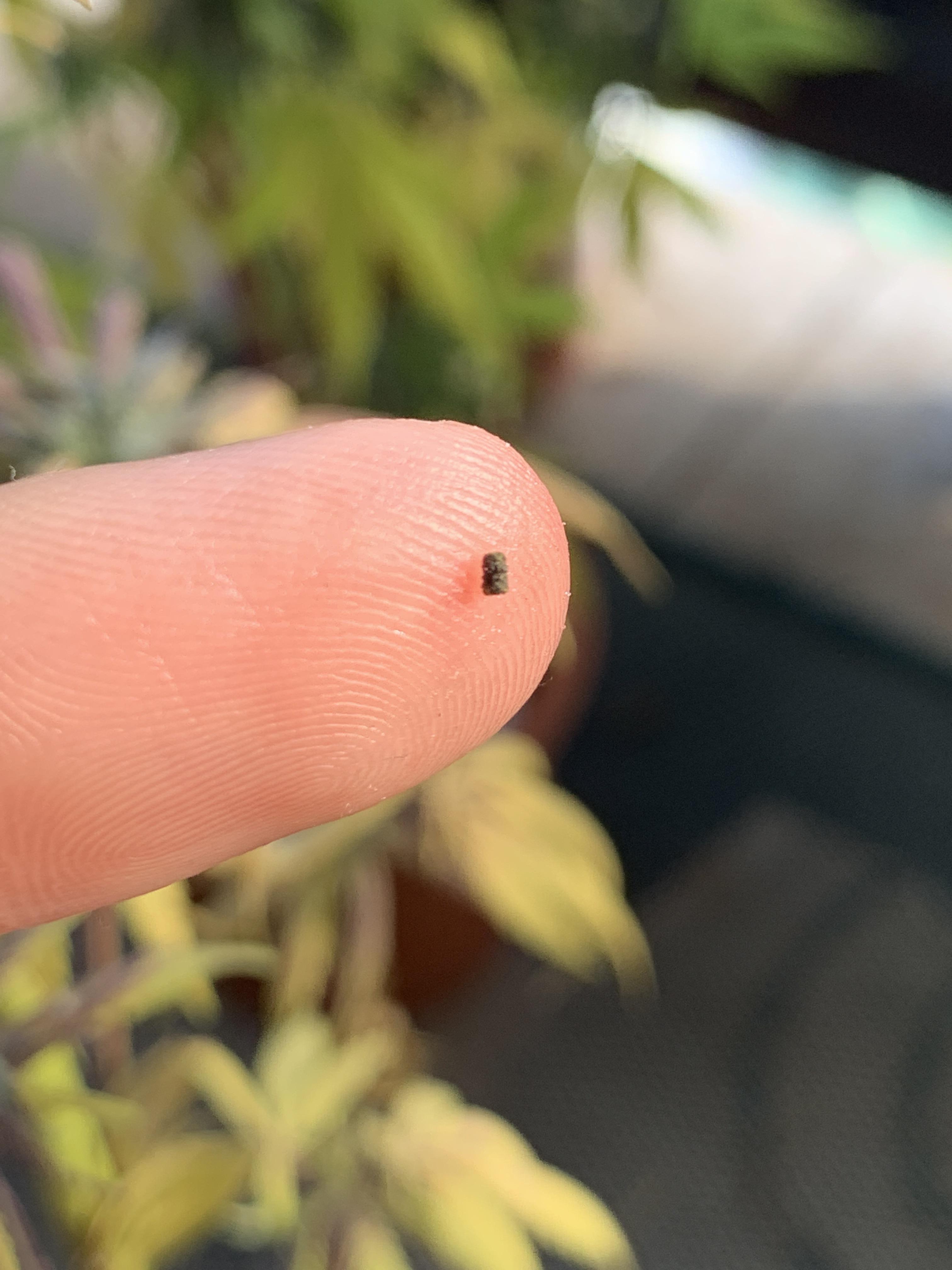 What is this? Found on my plant. Outdoor. Looks like poop r/microgrowery