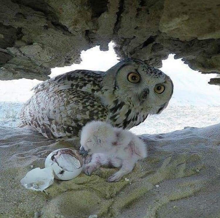 Snowy Owl Baby And Mom