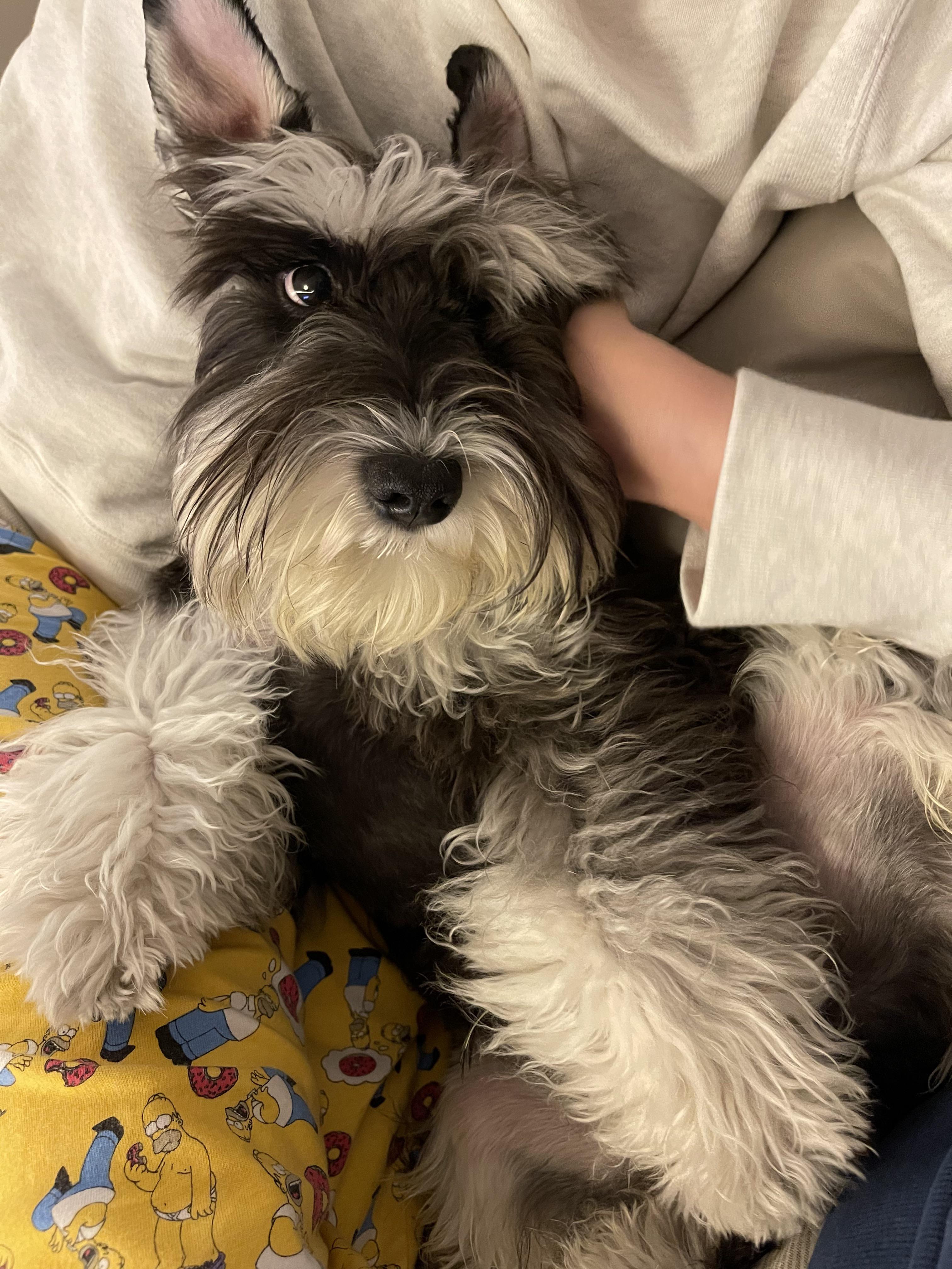How Much Do Schnauzers Sleep