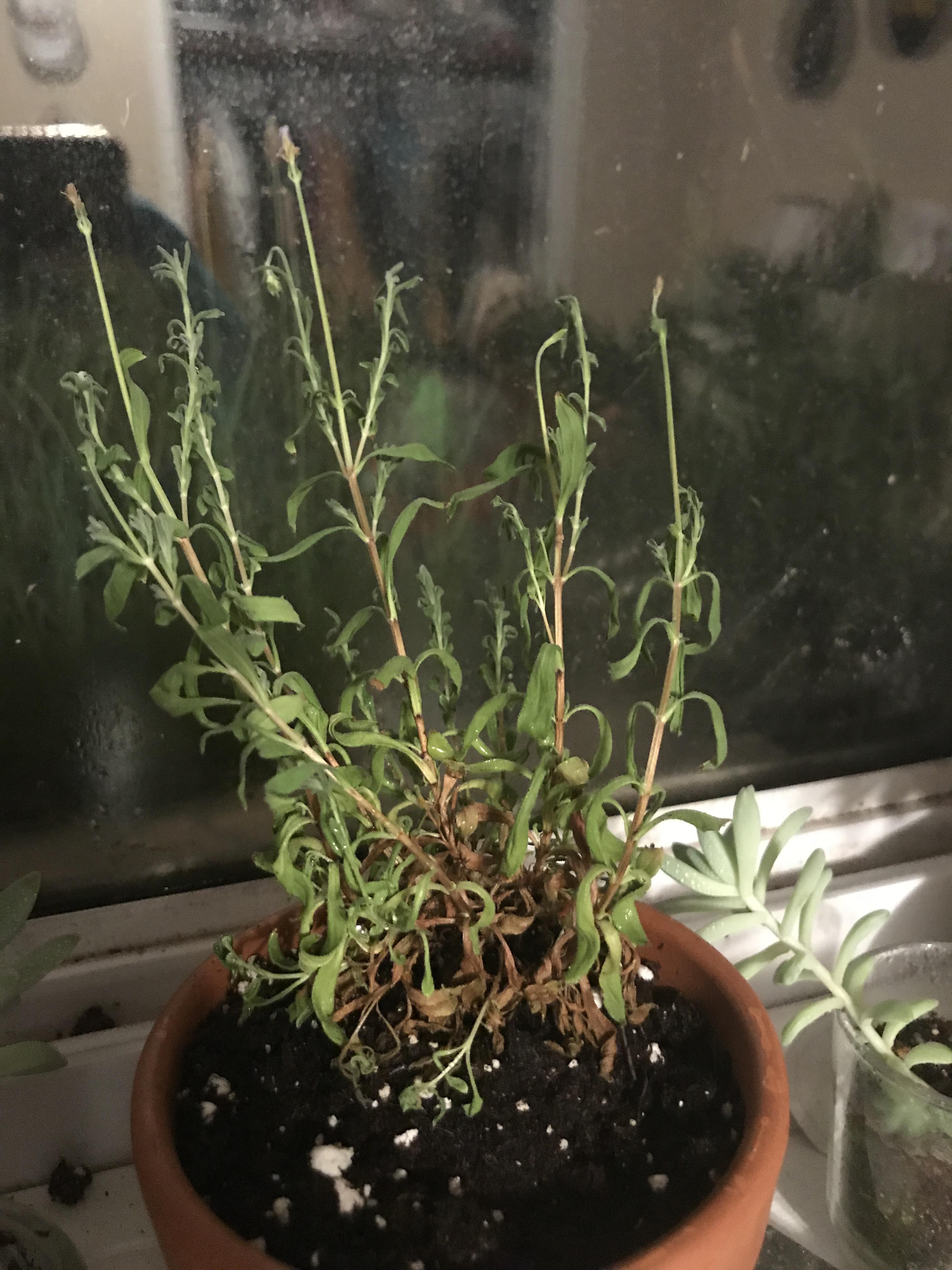 What’s wrong with my lavender plant r/plantclinic