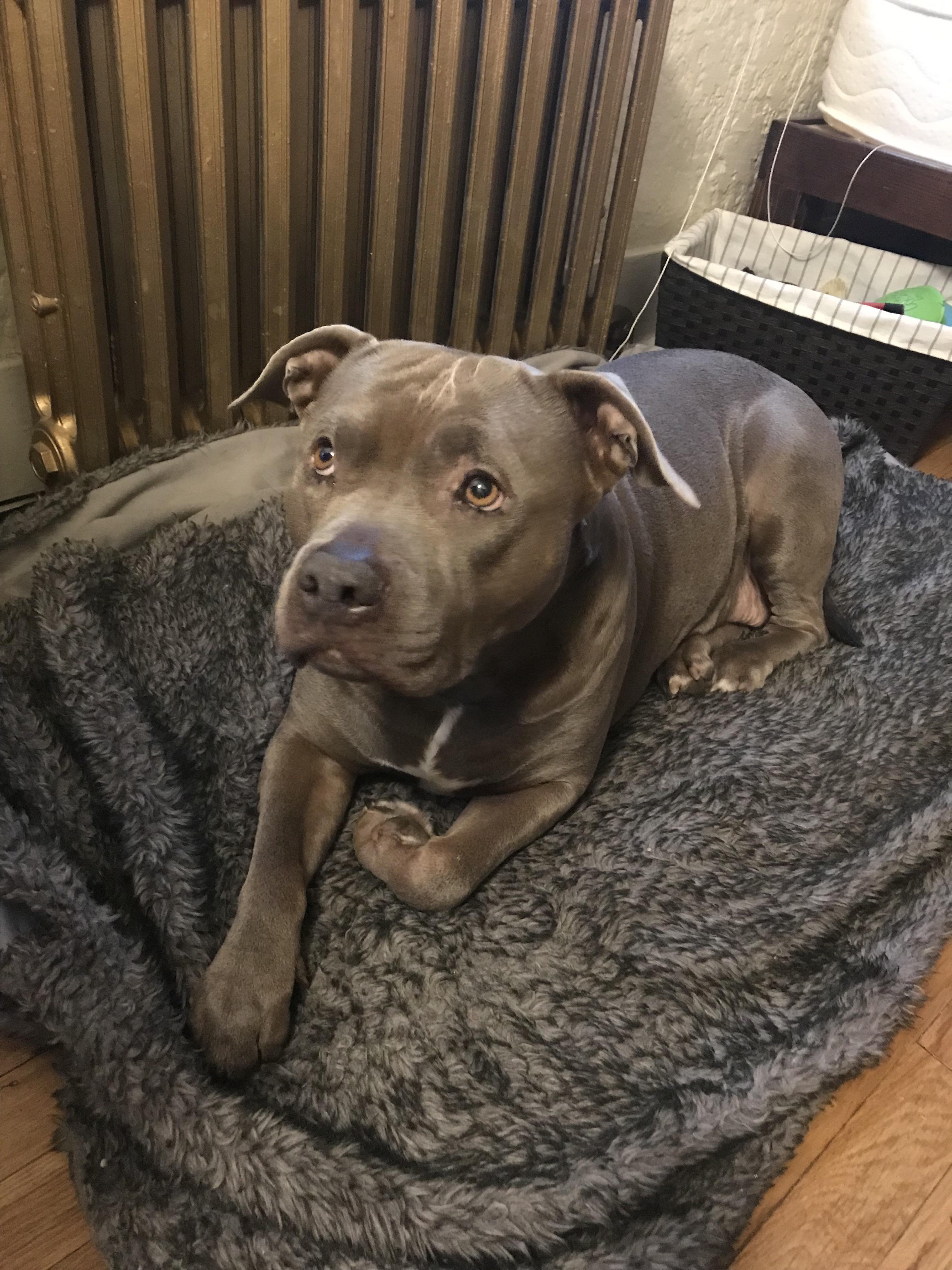 Gertie the velvet house hippo r/velvethippos