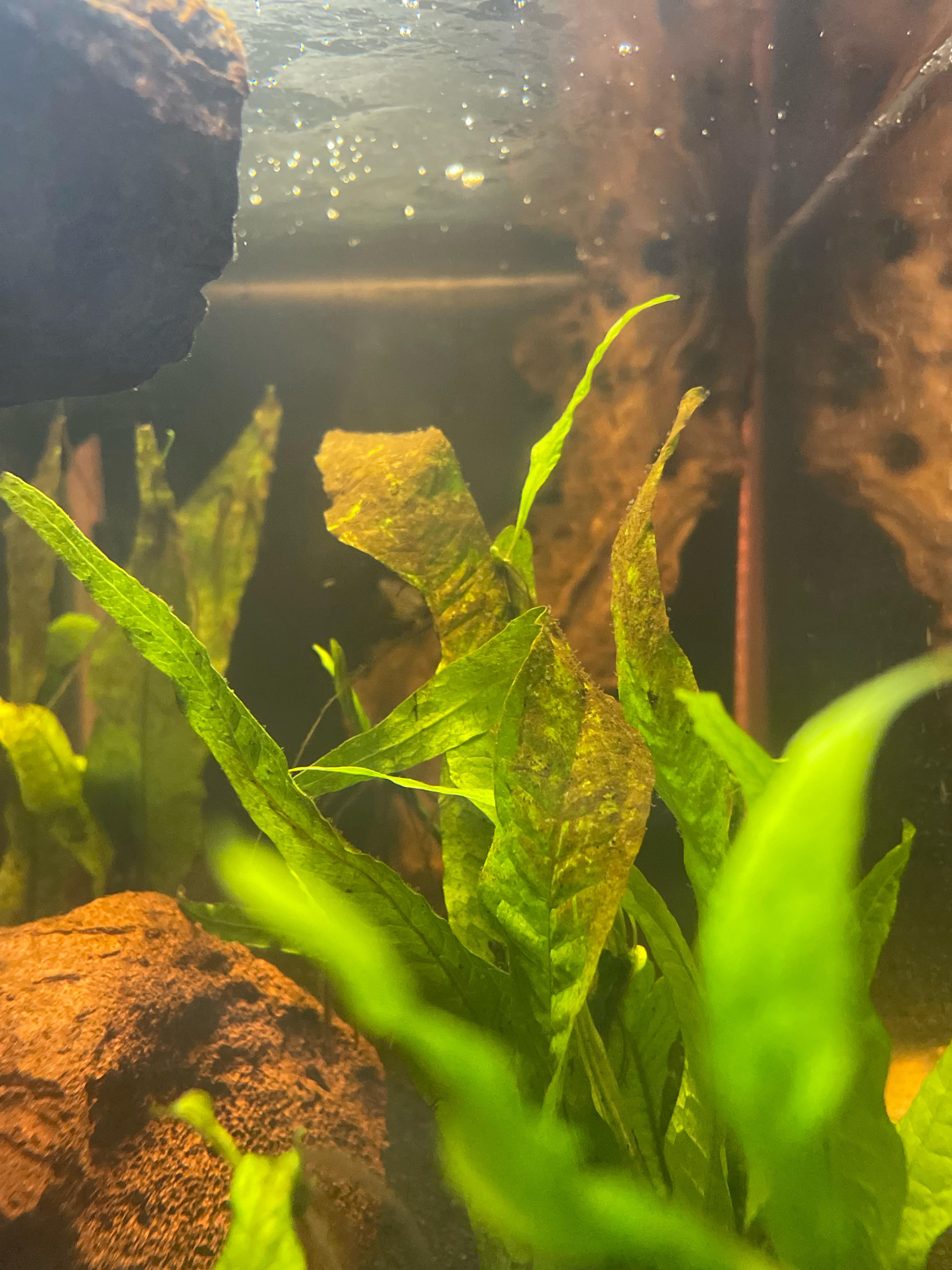 brown stuff on plants r/Aquariums