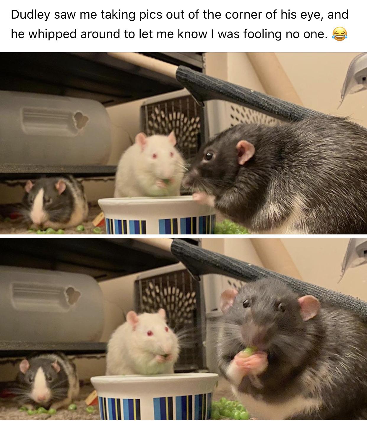 Dumbo rats are the best. r/RATS