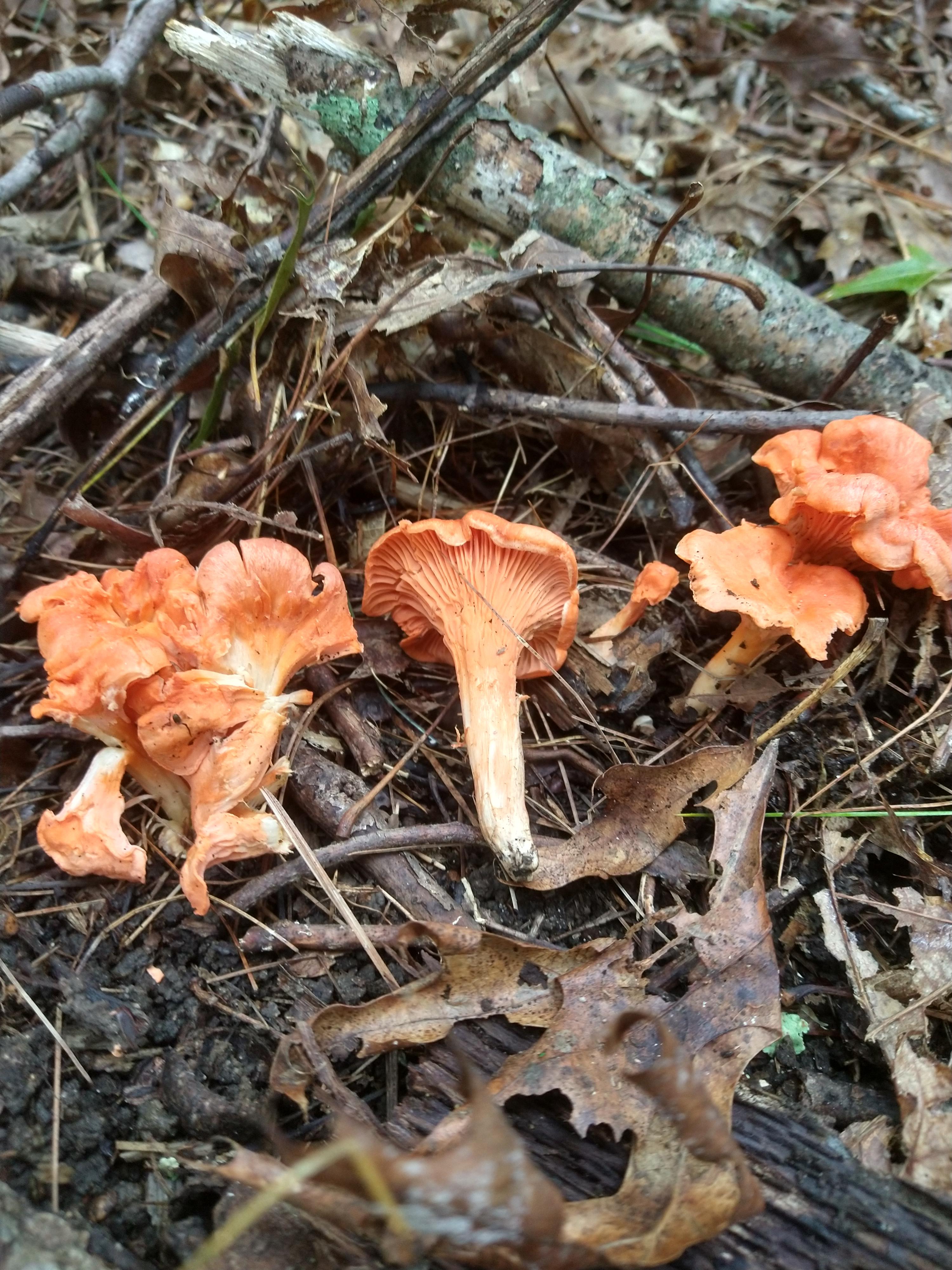 chanterelle or jack o lantern? r/Mushrooms