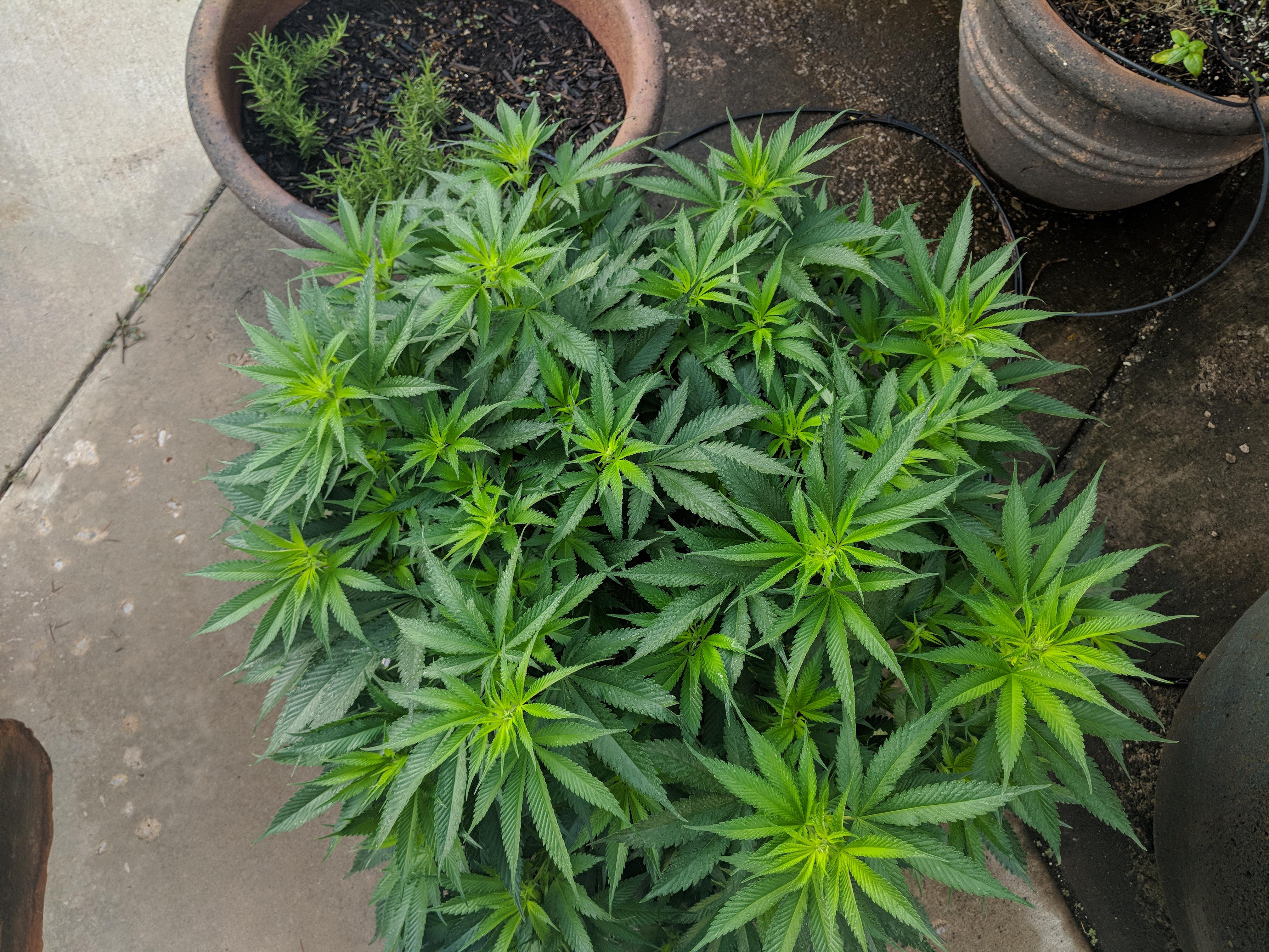 Cheese in organic soil. Compost teas and FPJ and plain water. Getting