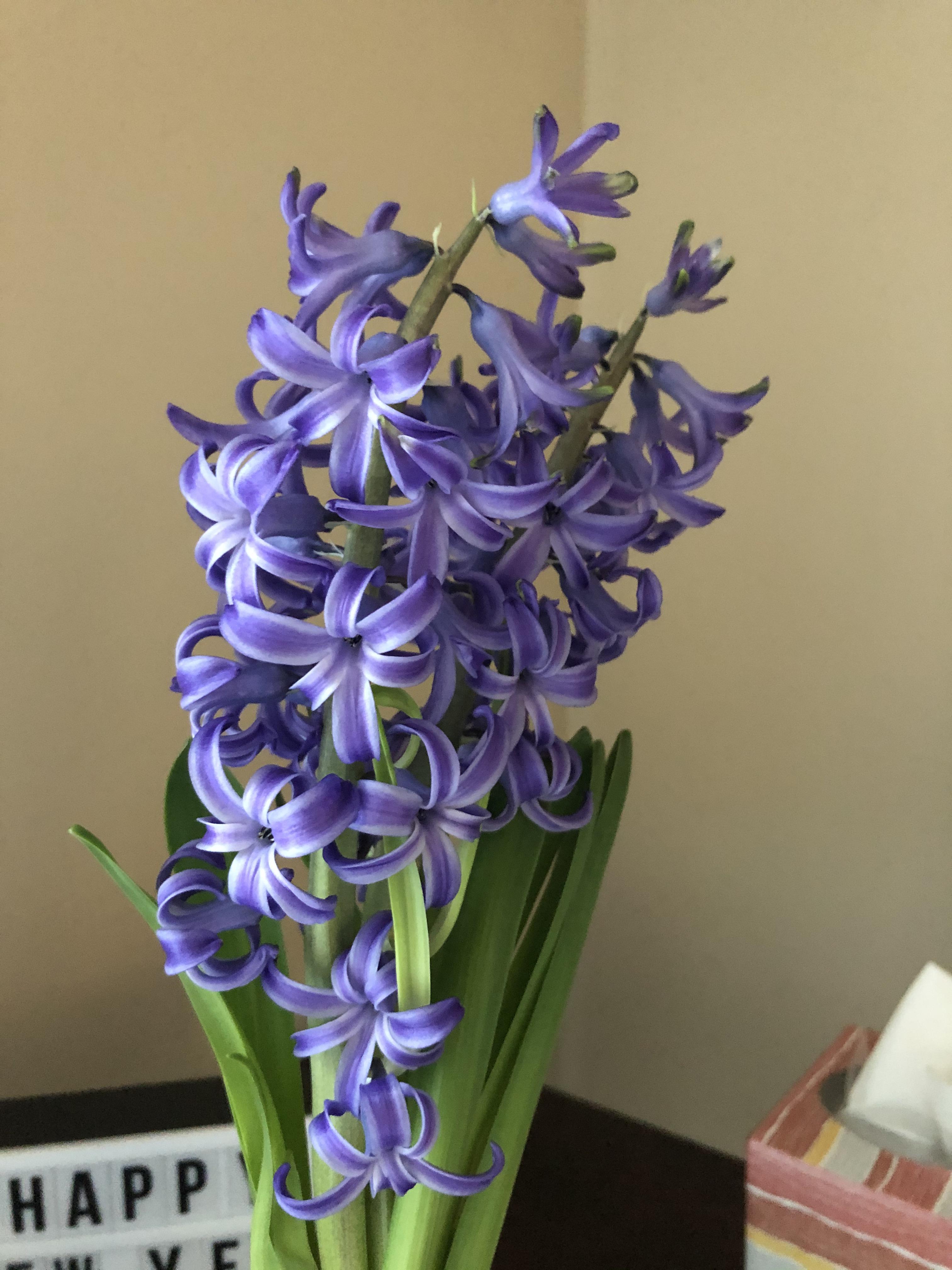 My Aldi hyacinth in bloom. It smells amazing! r/aldi