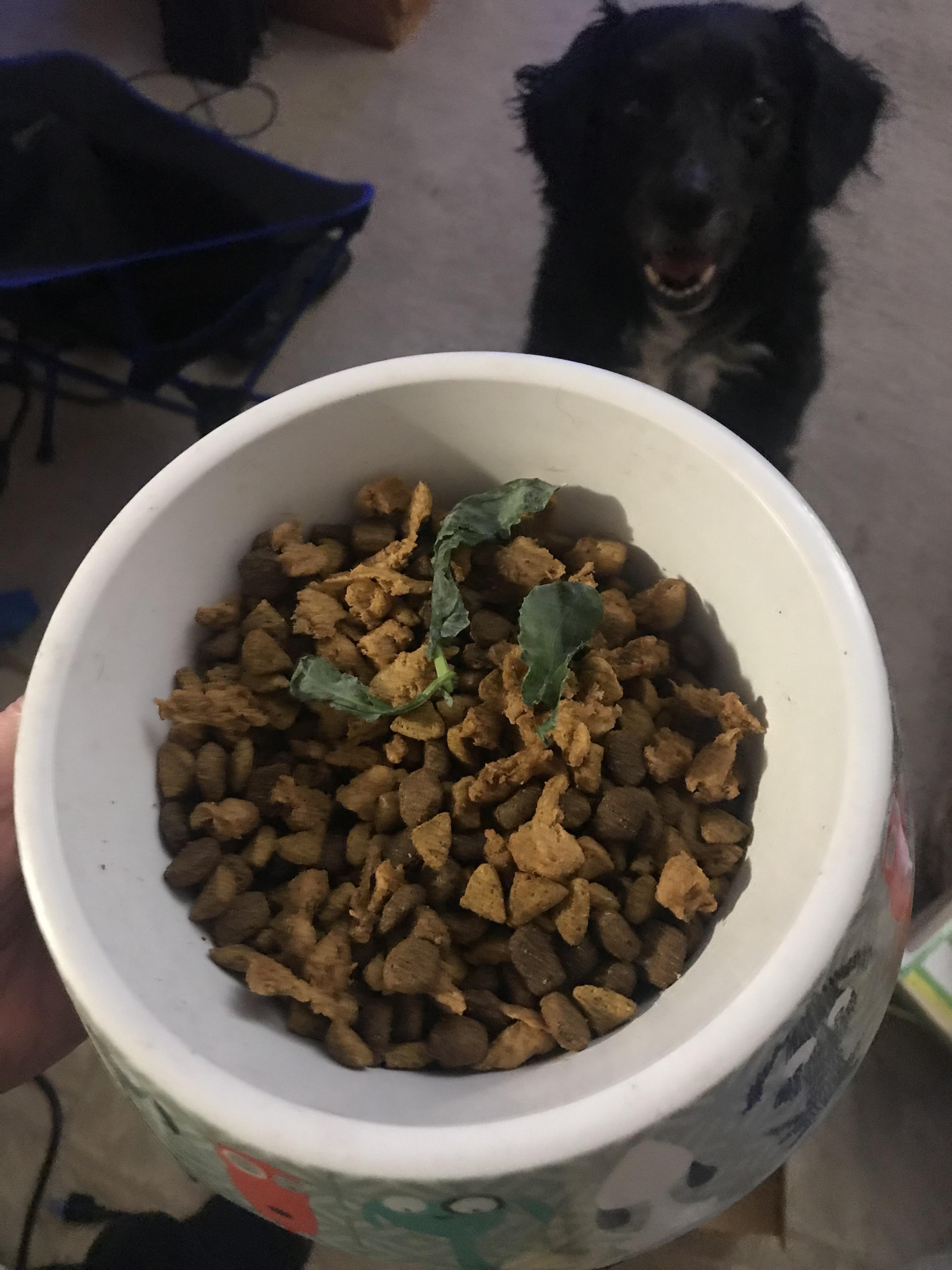 Not fit for human consumption r/shittyfoodporn