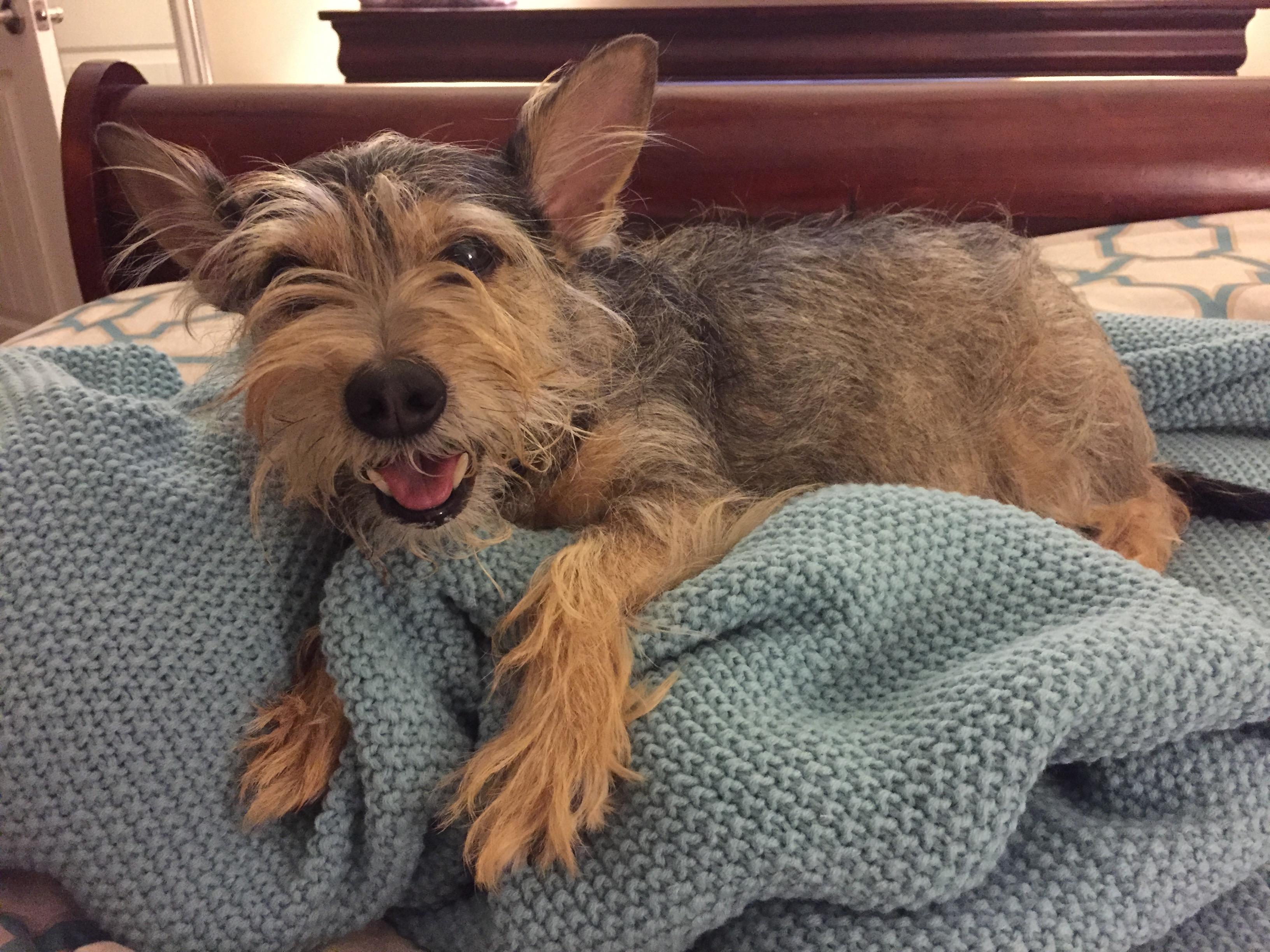 Sadie loves blankets more than most everything else (including me). r/dogpictures