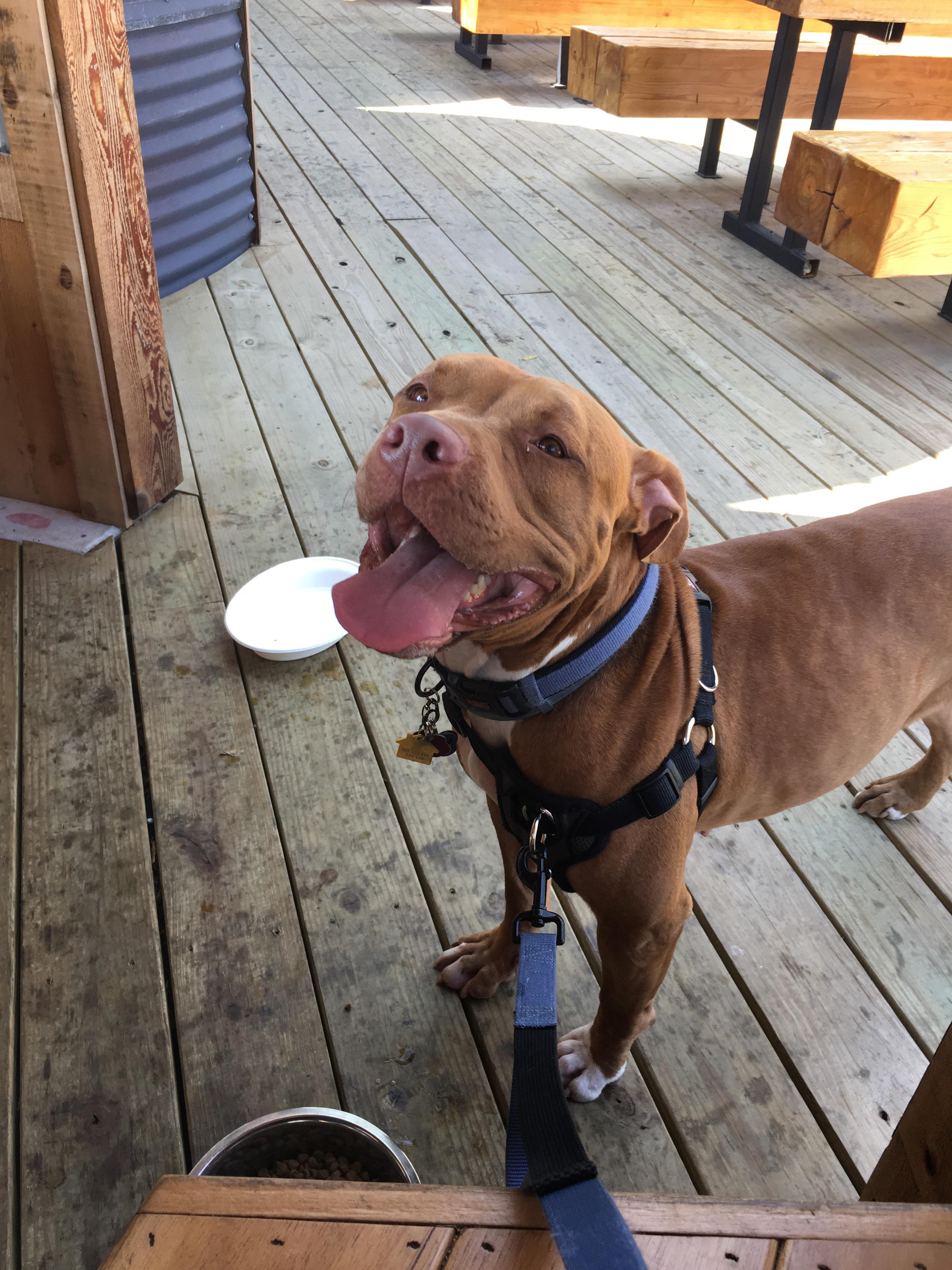Pet Friendly Restaurants Near Me Now Pet's Gallery