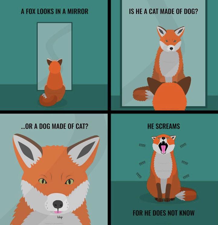 The Fox Doesn't Know : R/Funny