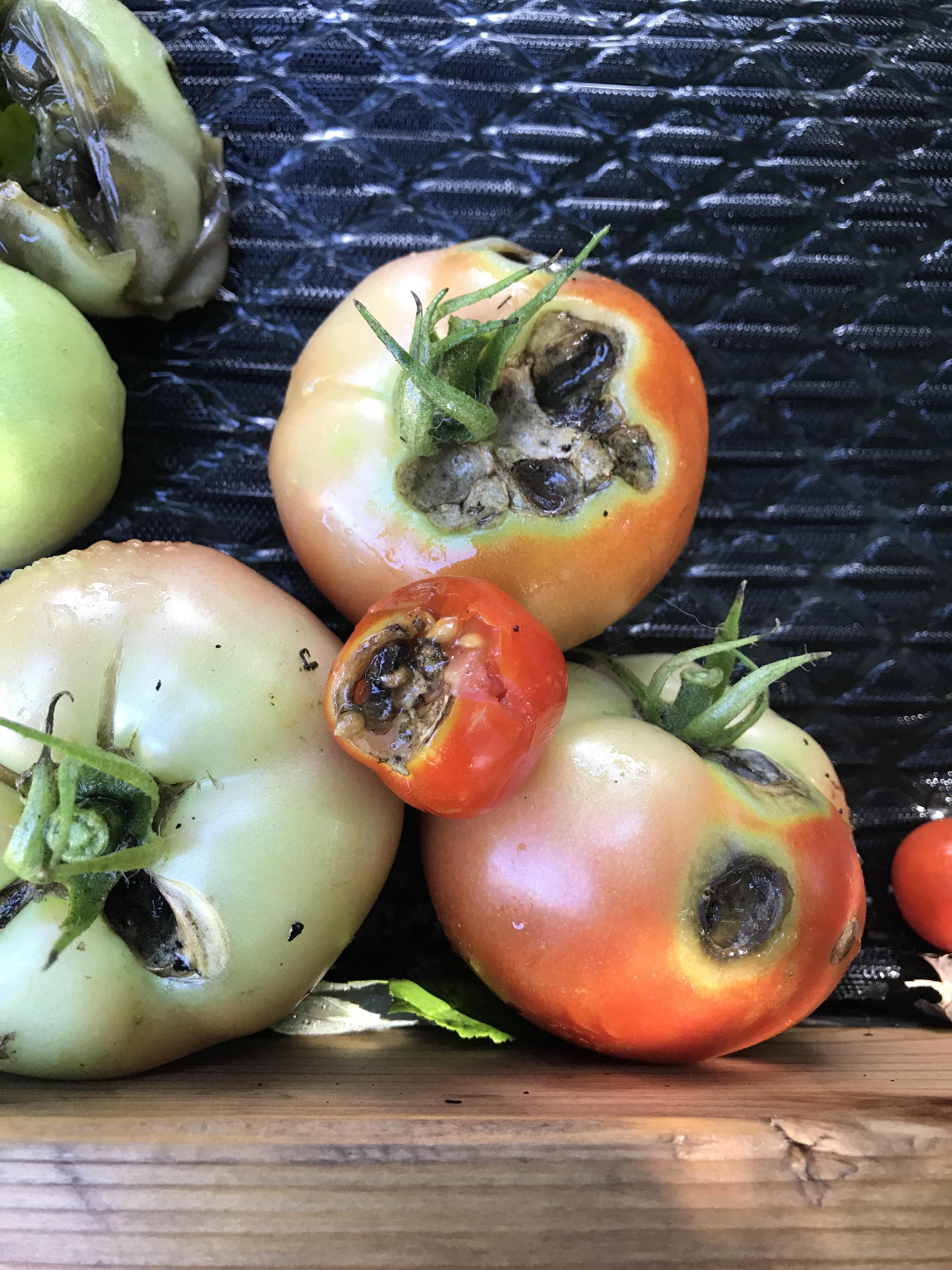 Any help with my tomato issue would be greatly appreciatedzone 5b r