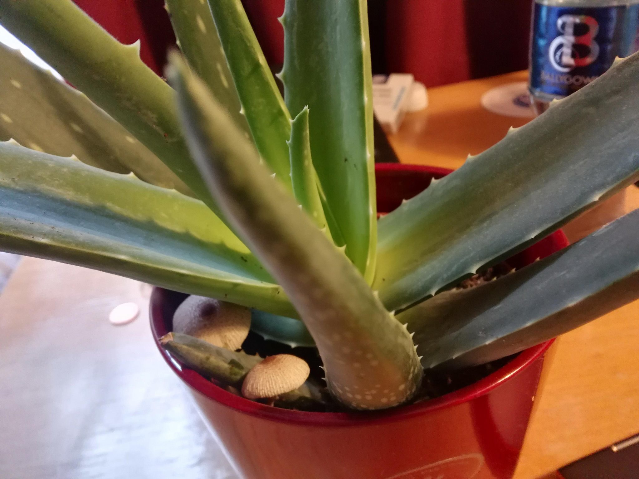 Mushrooms started growing in my cactus pot r/mildlyinteresting