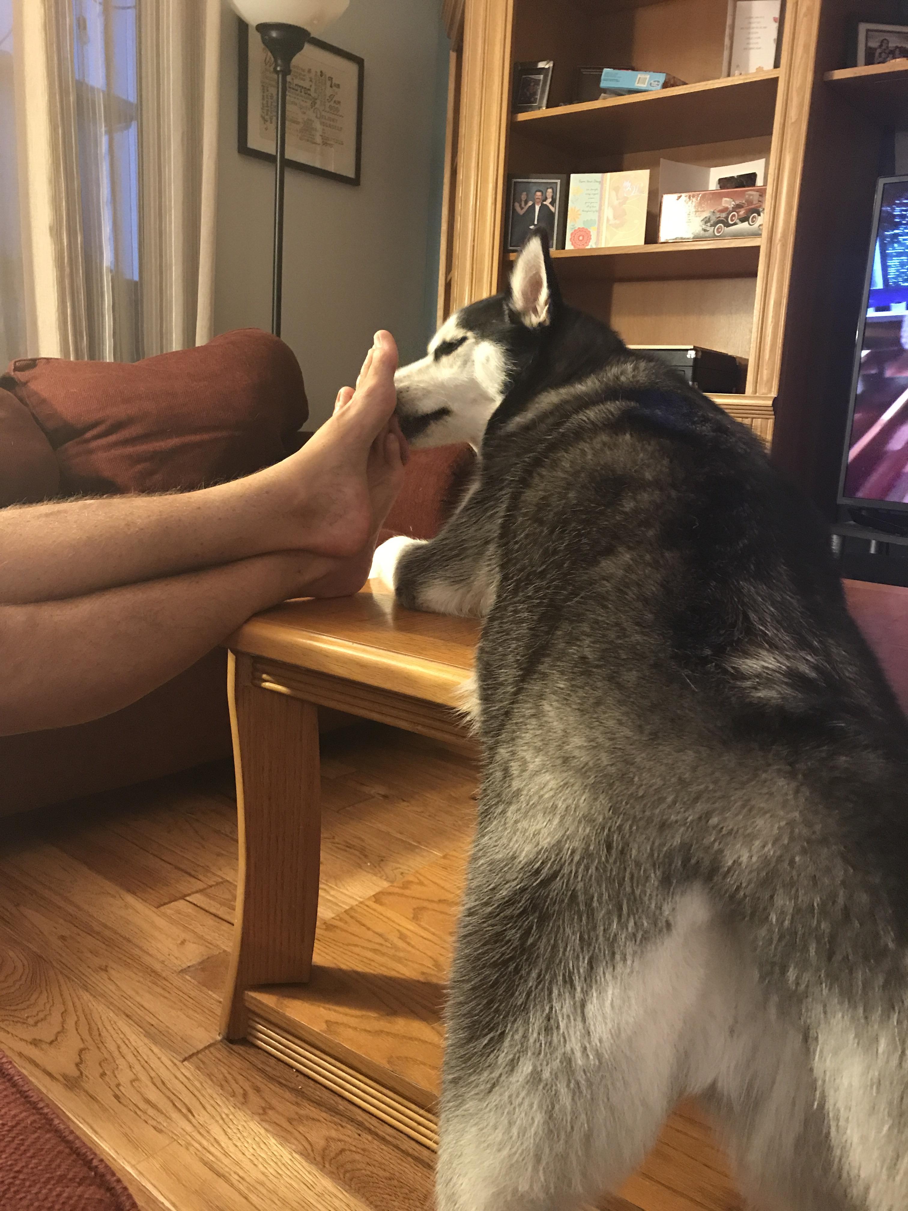 Anyone else's husky LOVE feet? She licks my dads feet like this every