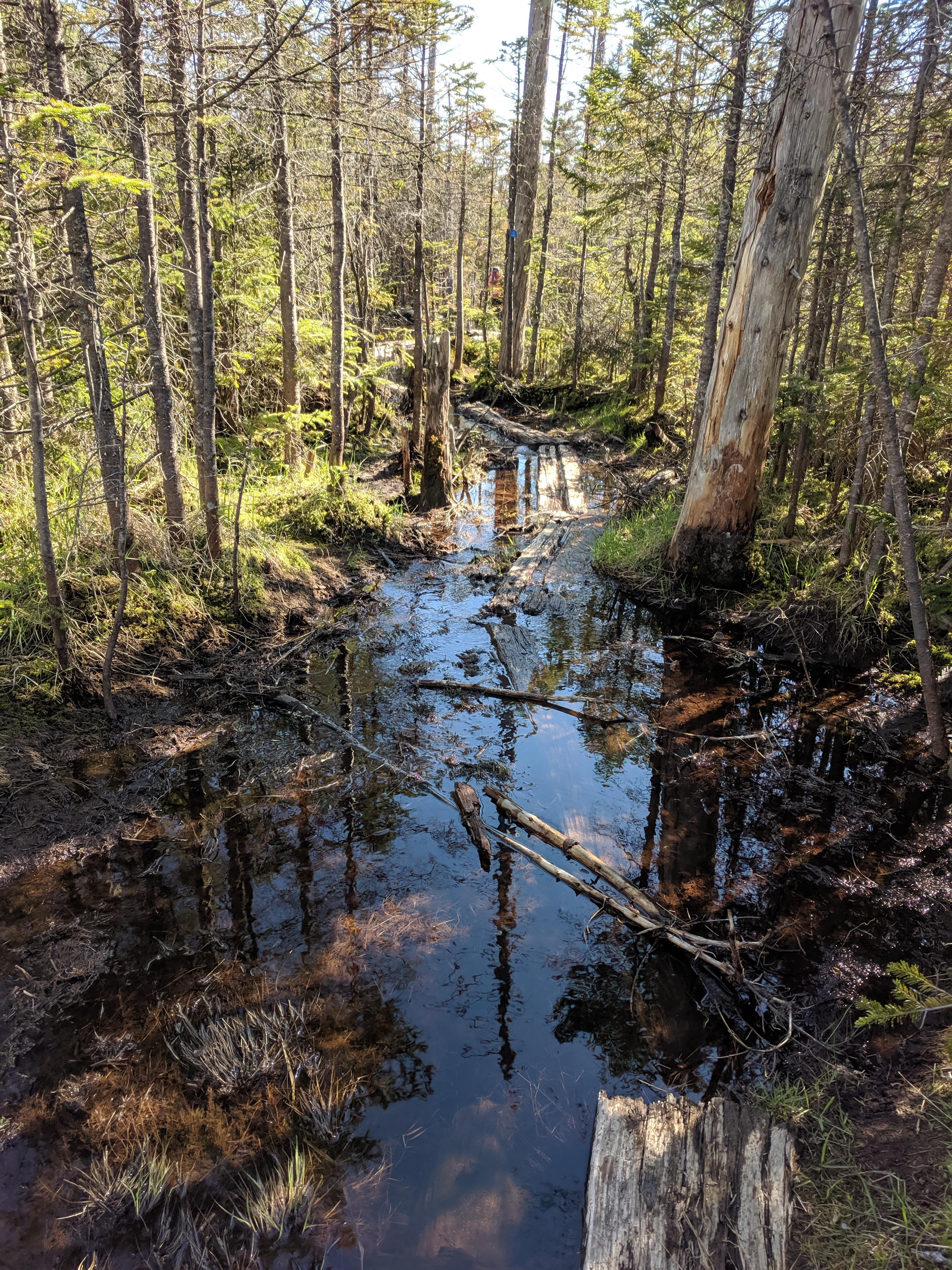 lake arnold trail on Saturday june 8th r/Adirondacks
