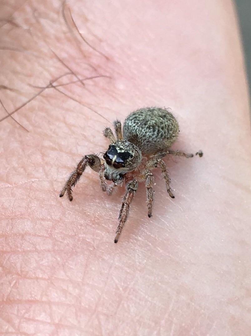 Jumping Spider, San Diego, CA r/spiders