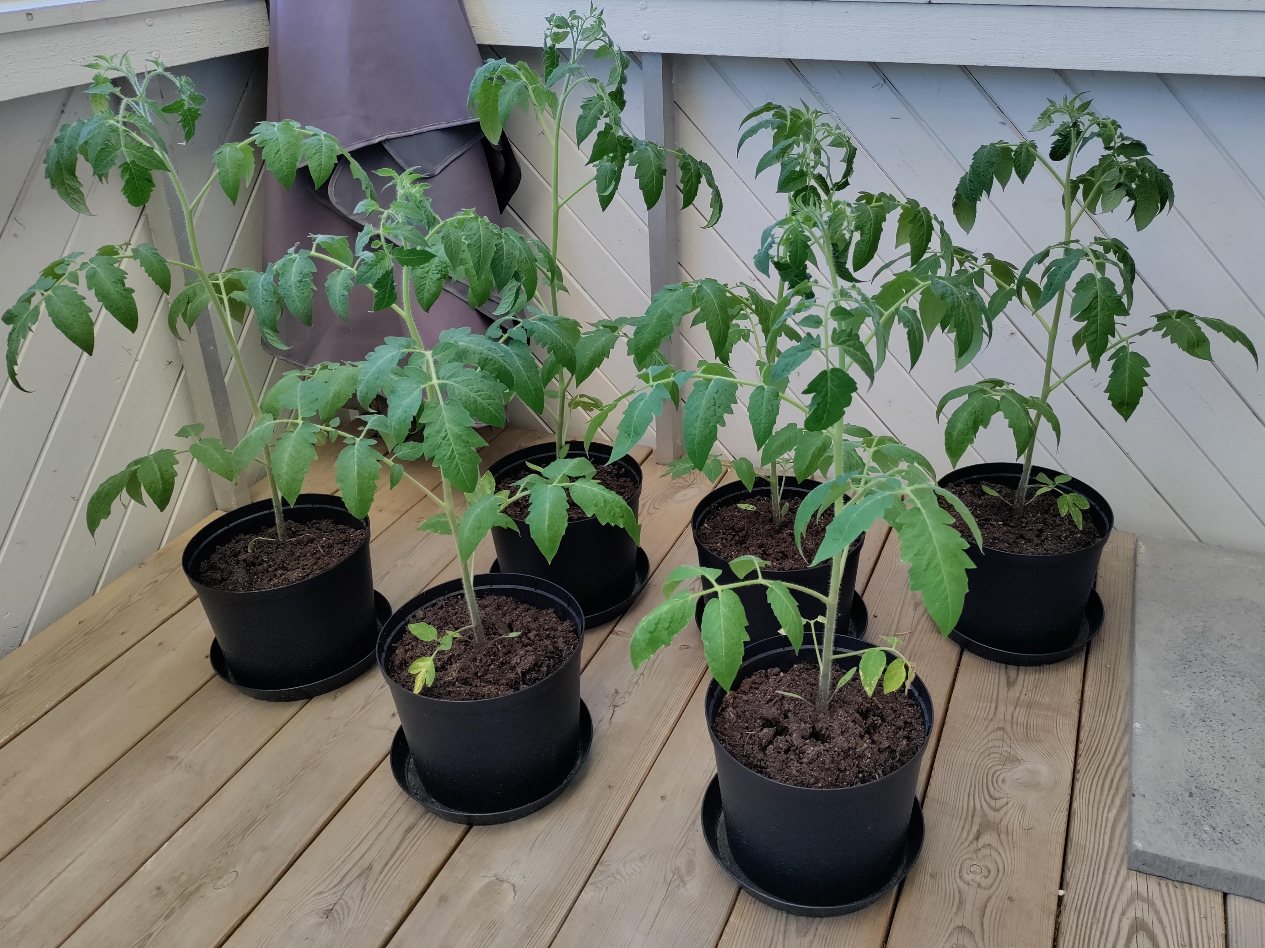 First time growing San Marzano tomatoes, what do you think? r
