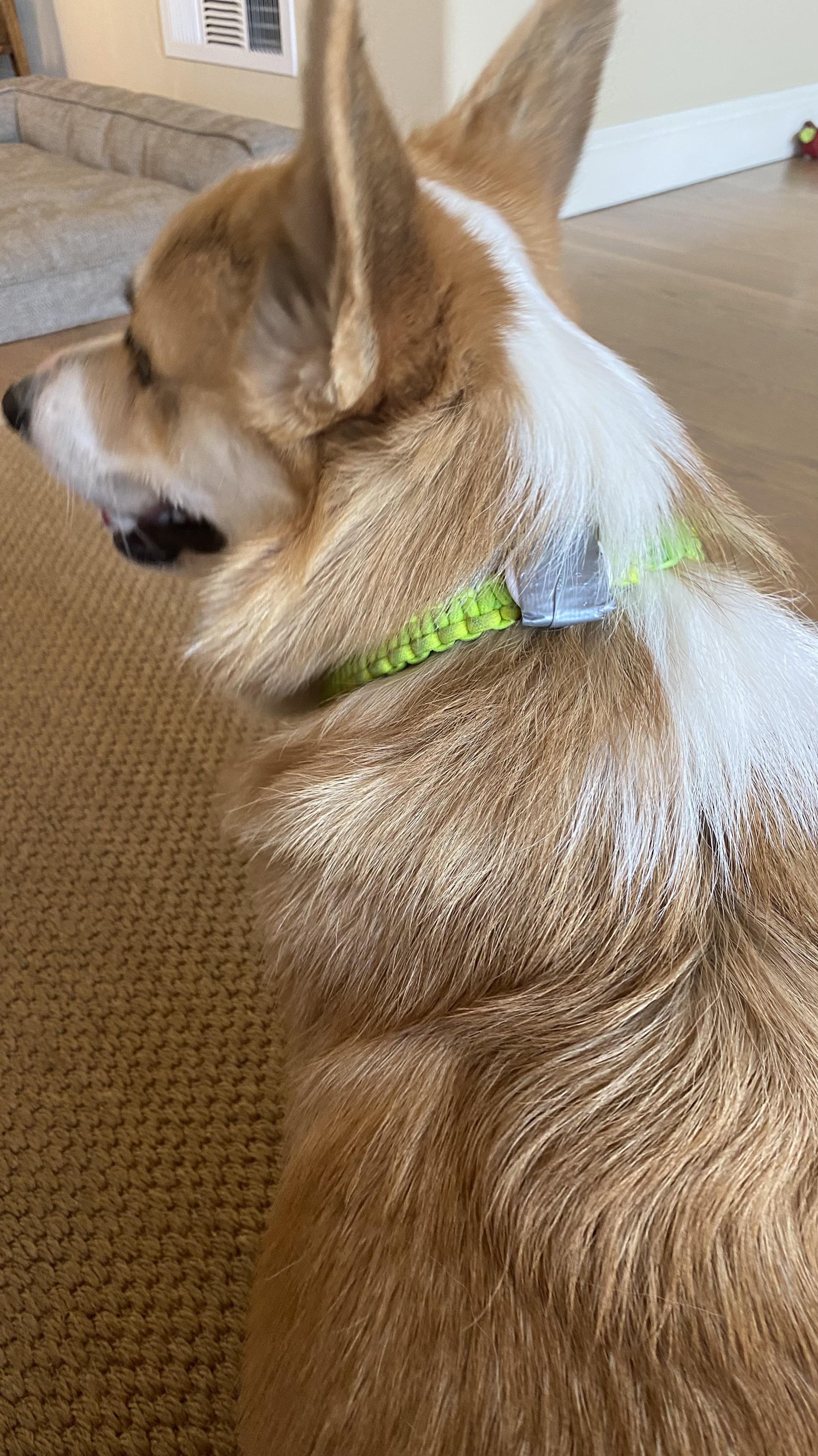 A creative and well designed airtag holder for my dog’s collar AirTags