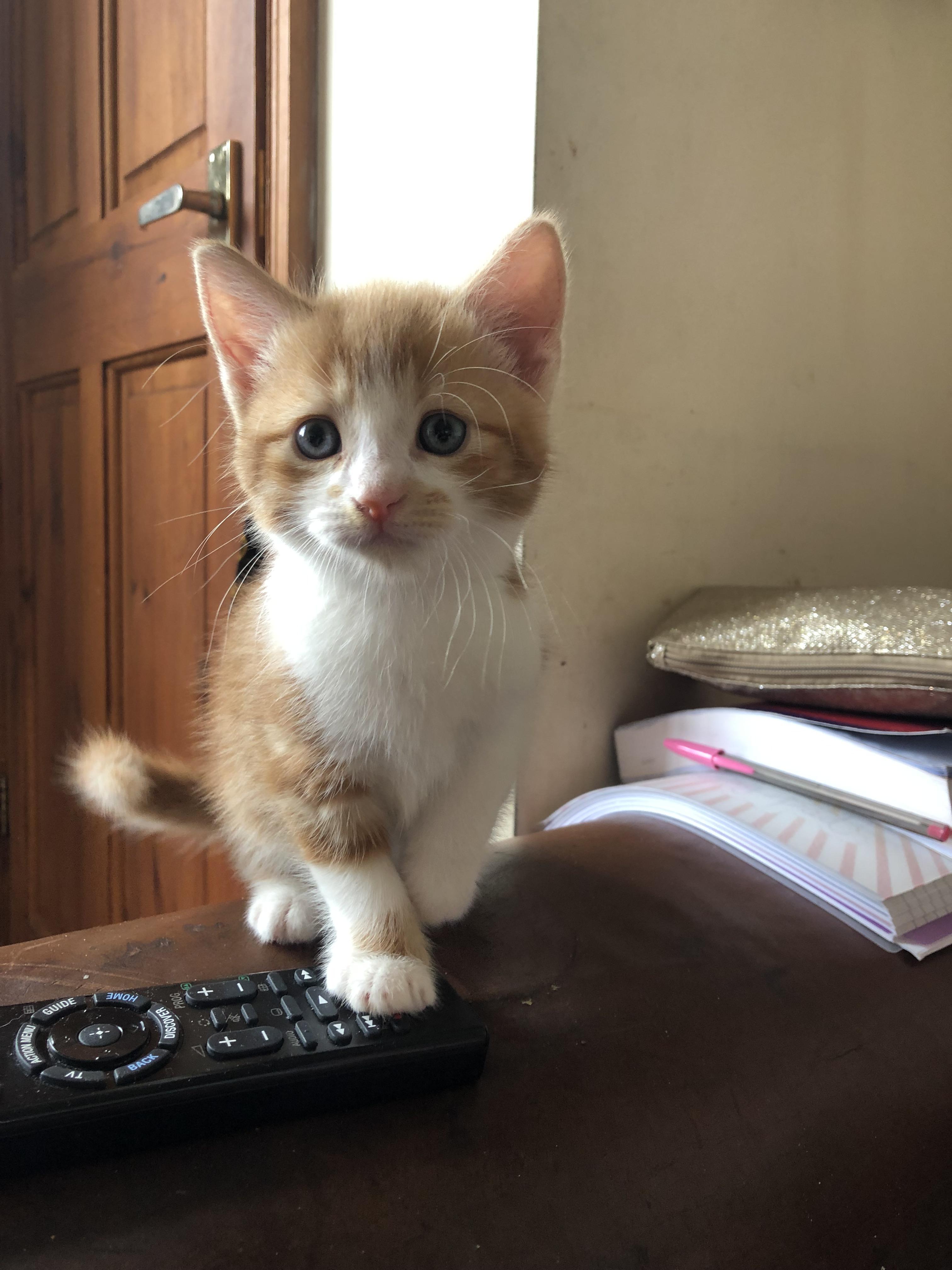 Reddit, after three decades I have a kitten! Meet Llama. He’s an