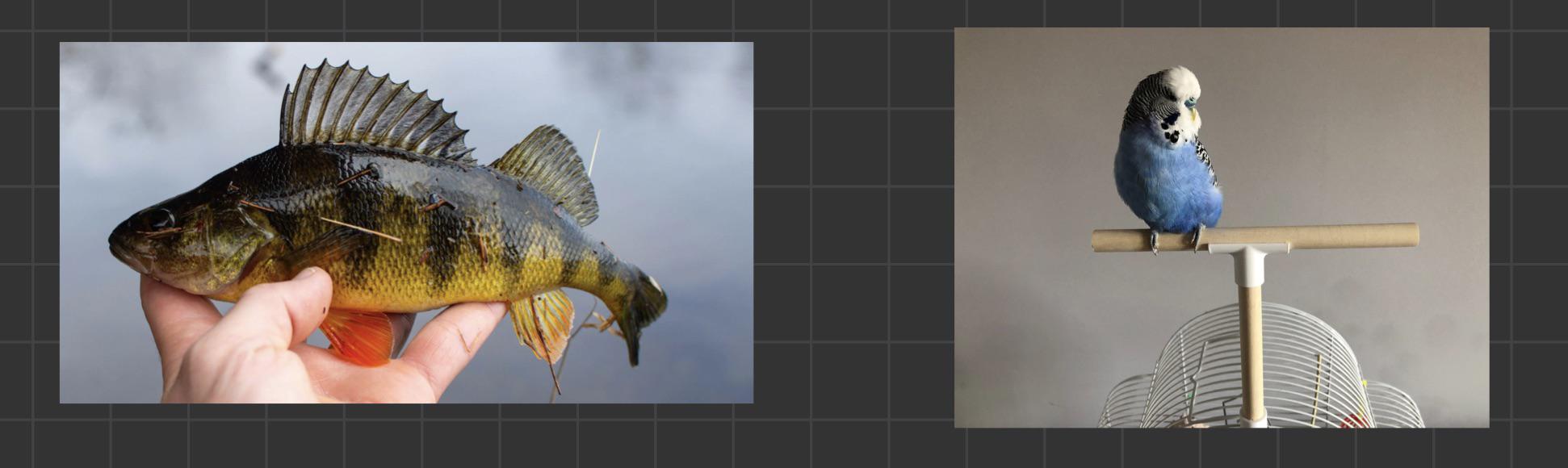 Why does the noun perch has so different meanings? r/EnglishLearning
