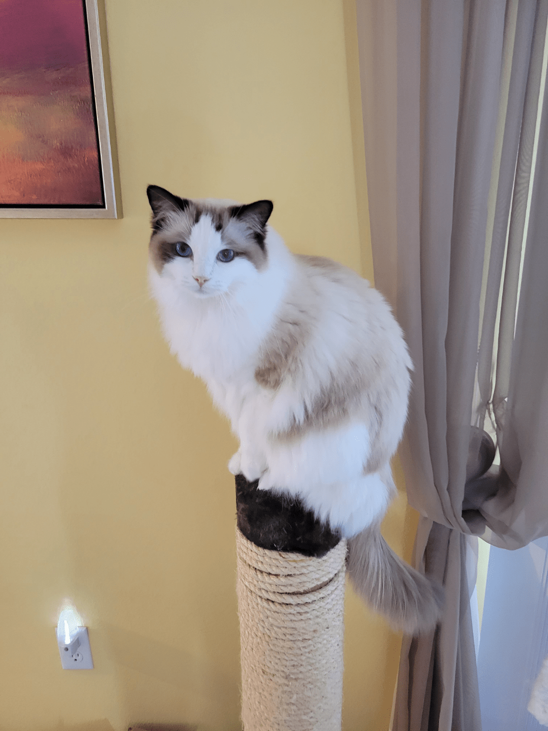 Hairballs r/ragdolls