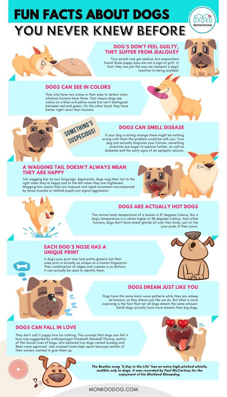 Fun Facts about Dogs r/coolguides