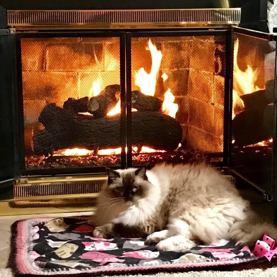 Chronic diarrhea r/cats