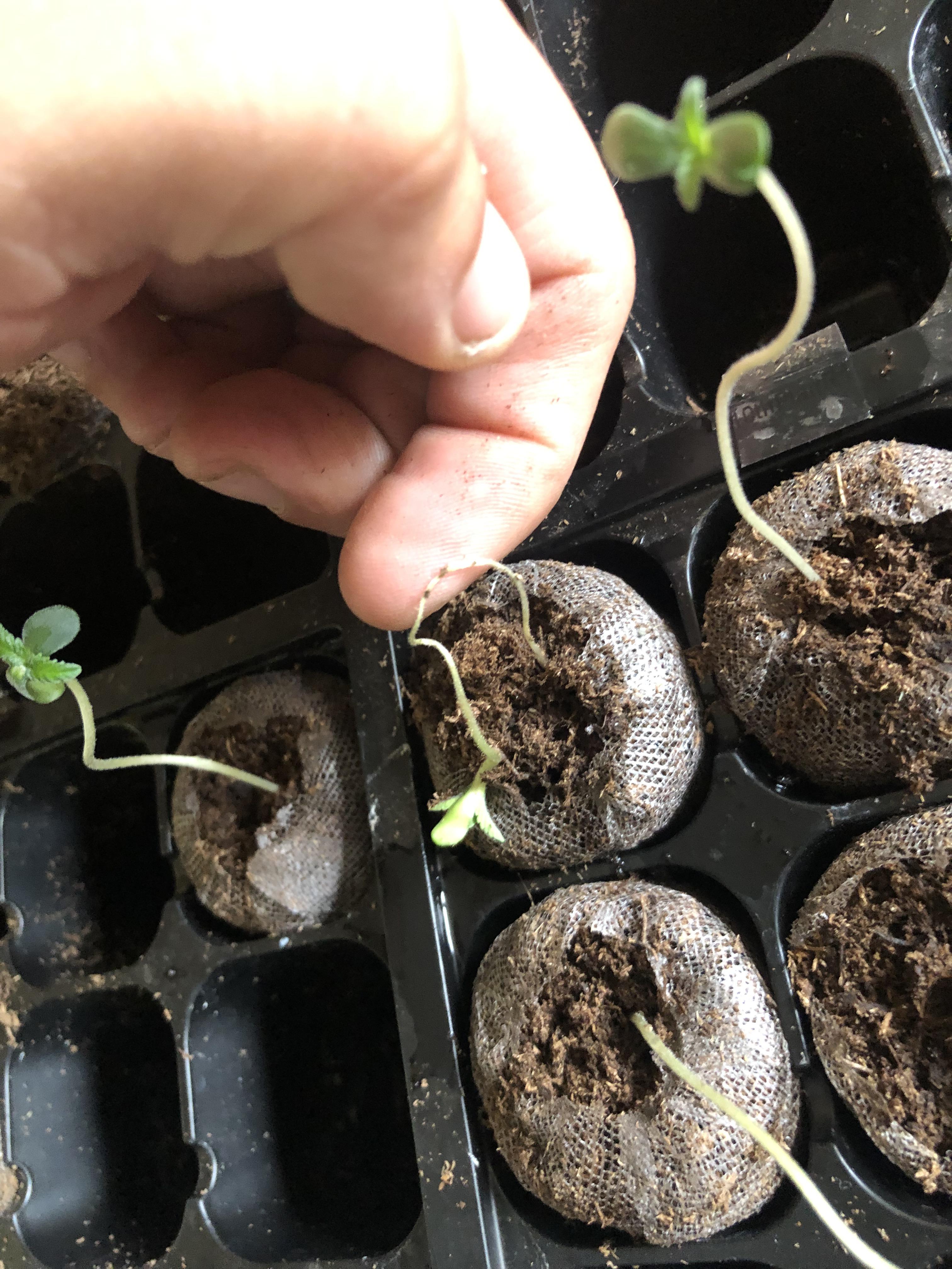 Can anyone give me ideas why some seedlings are dying? They seem to