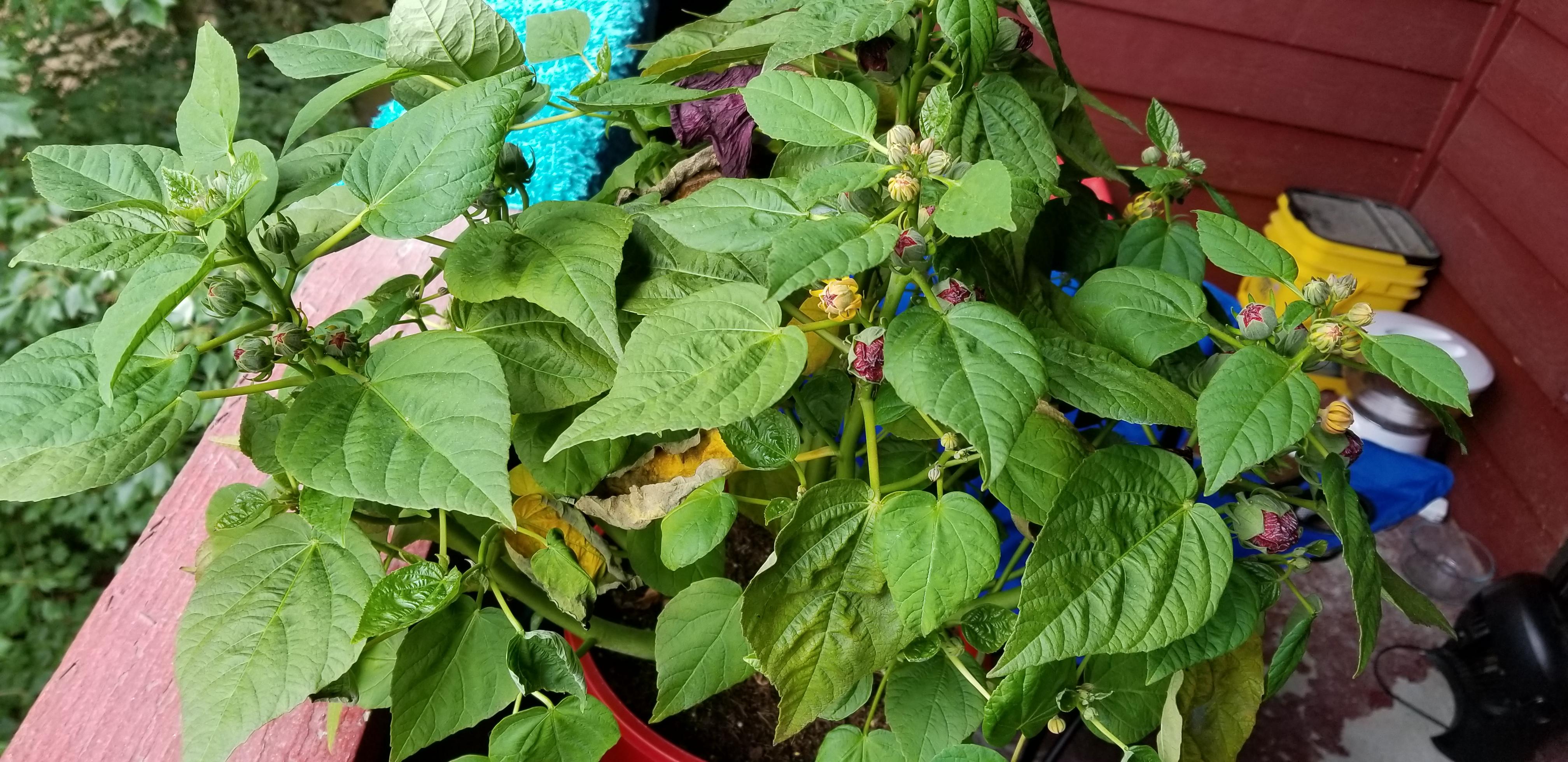 Why is my hibiscus yellowing? r/plantclinic