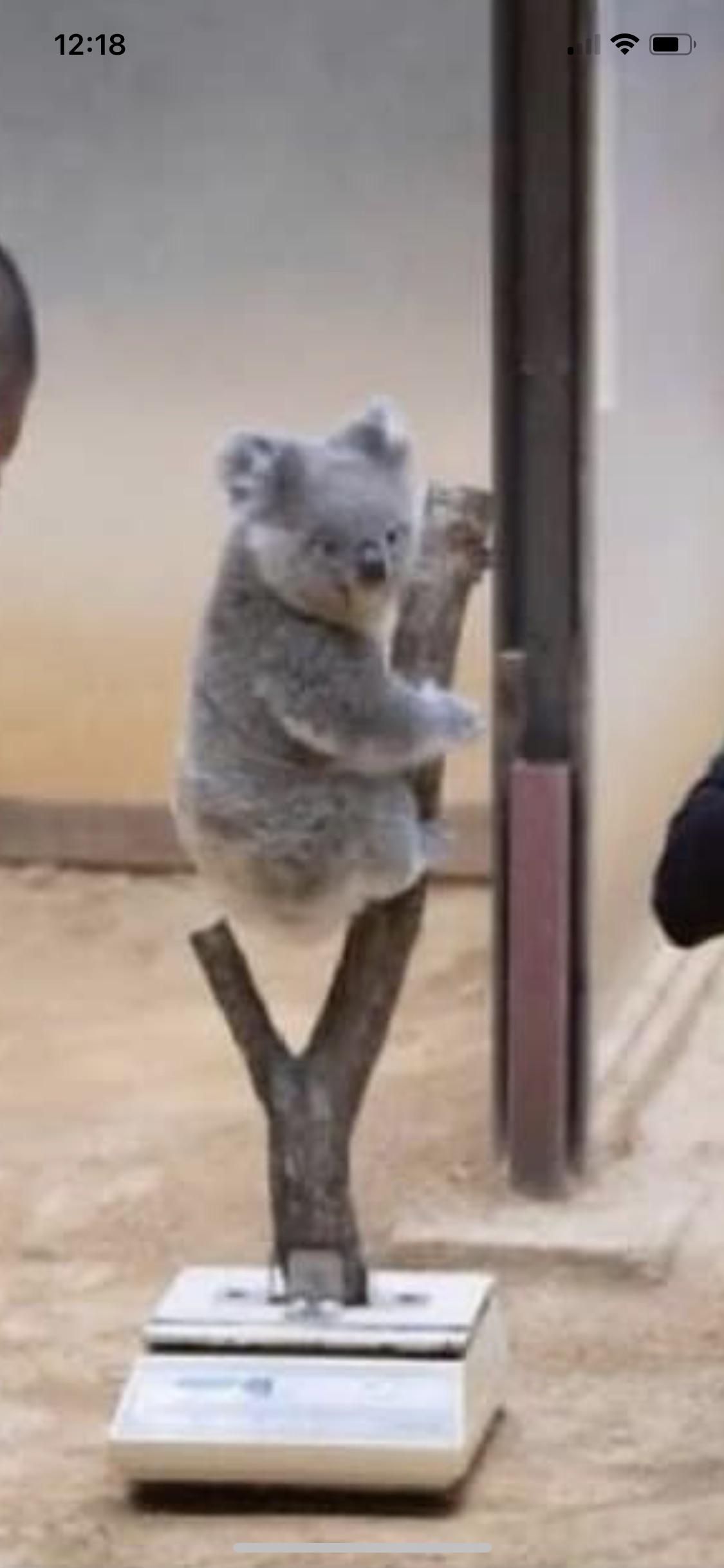 This is how they weigh koalas r/mildlyinteresting