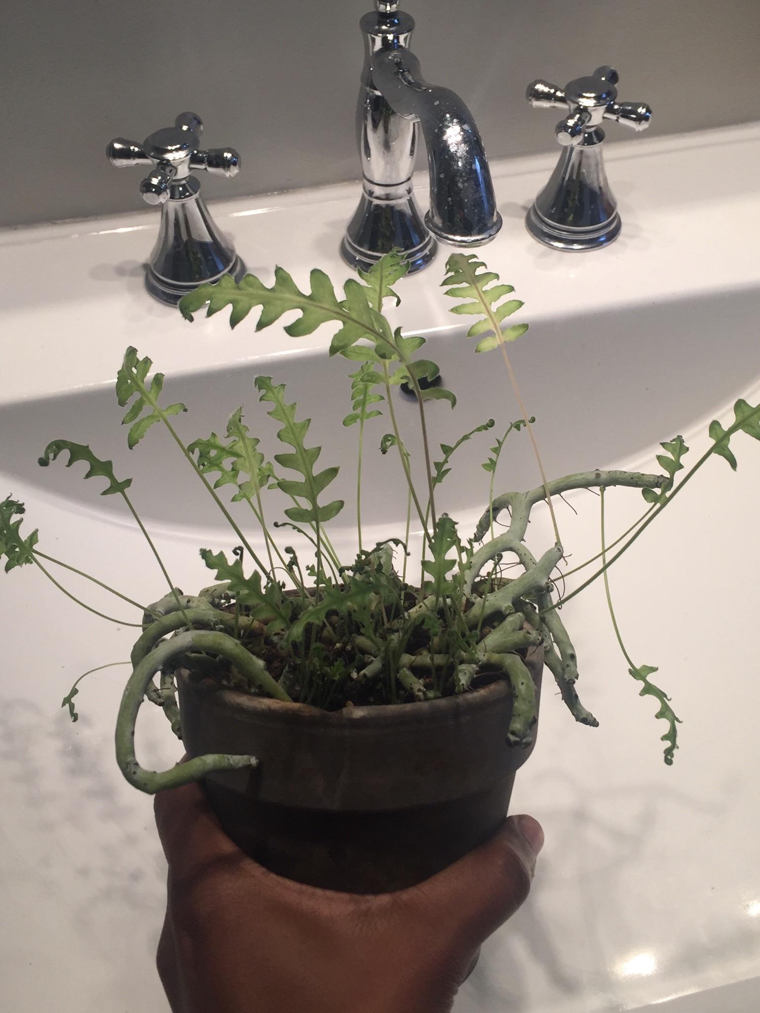 I have spent the last hour googling “fern” and “air roots