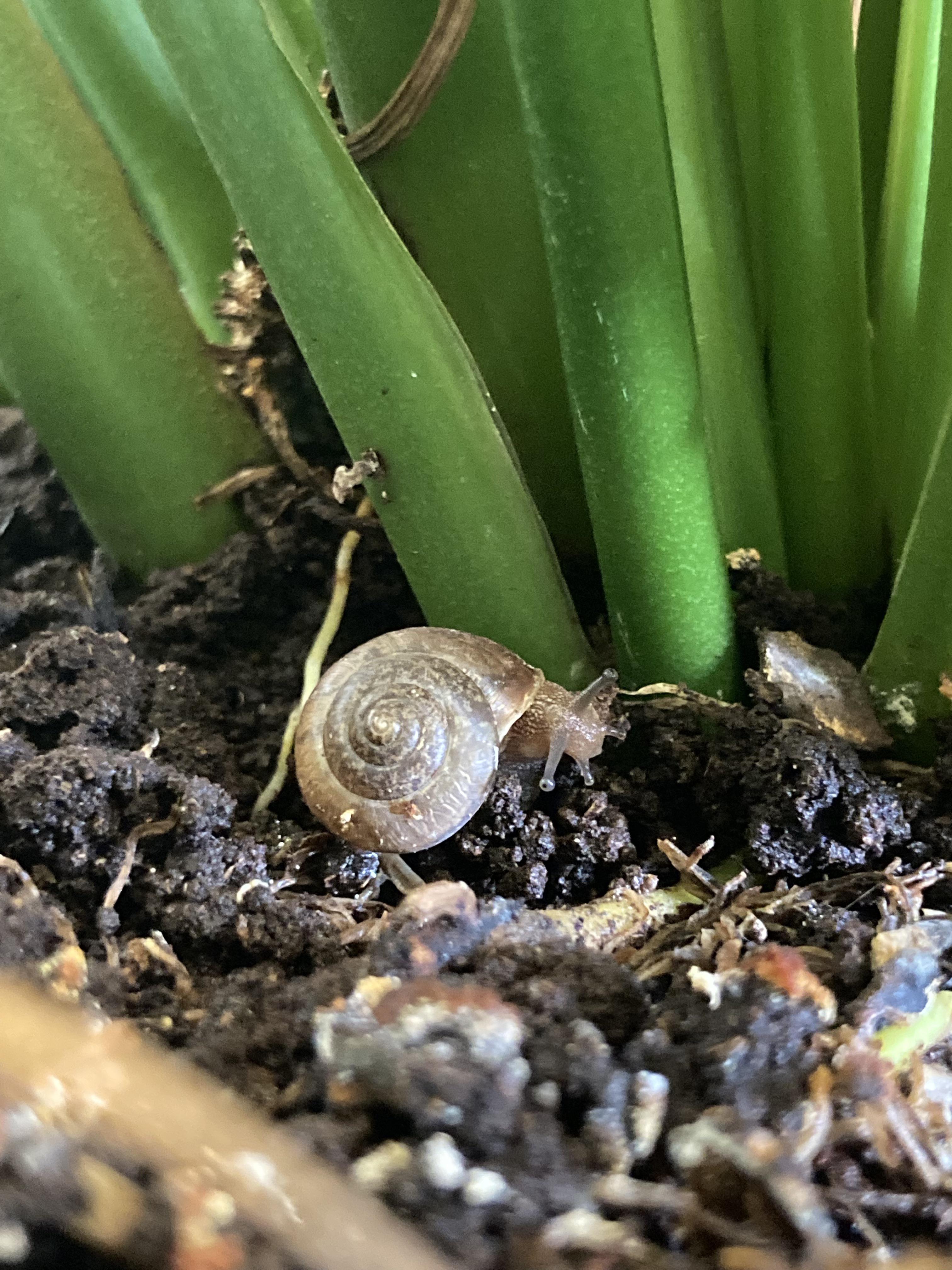 Any ideas on which type of snail this may be? Found in a potted office