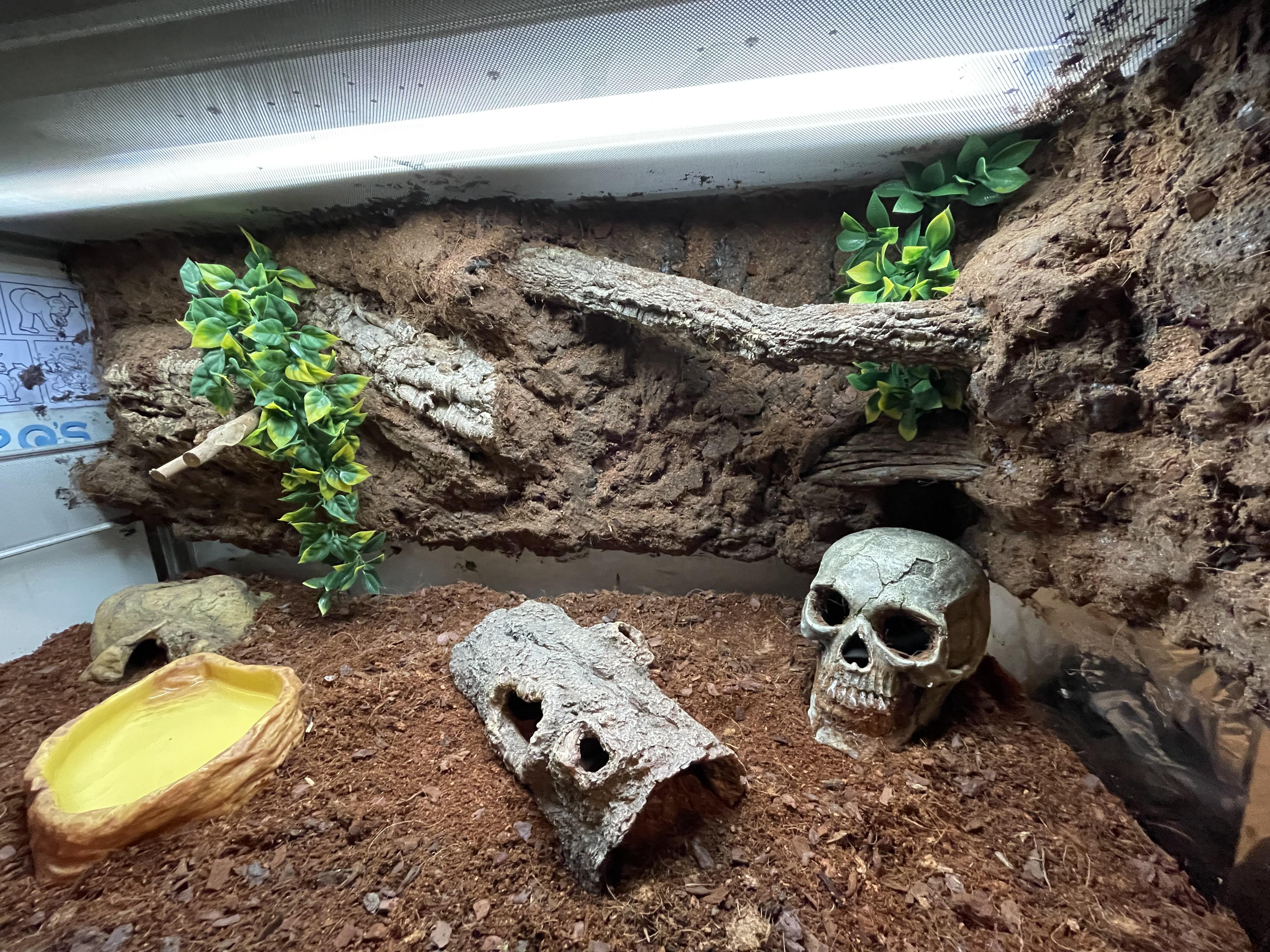 First time building a terrarium background. I think it turned out