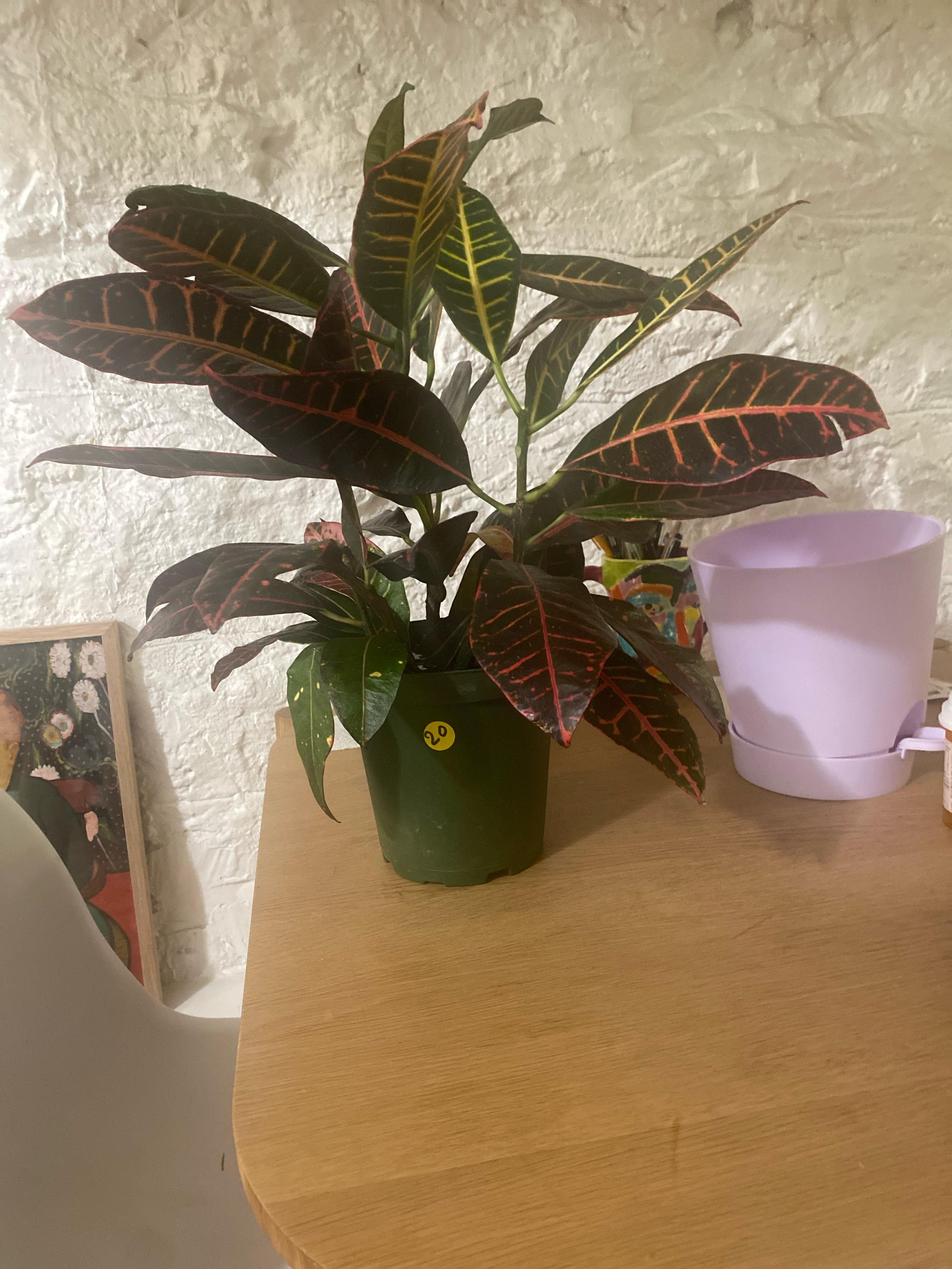 (Brand new plant parent) Does my crotón need repotting? r/houseplants