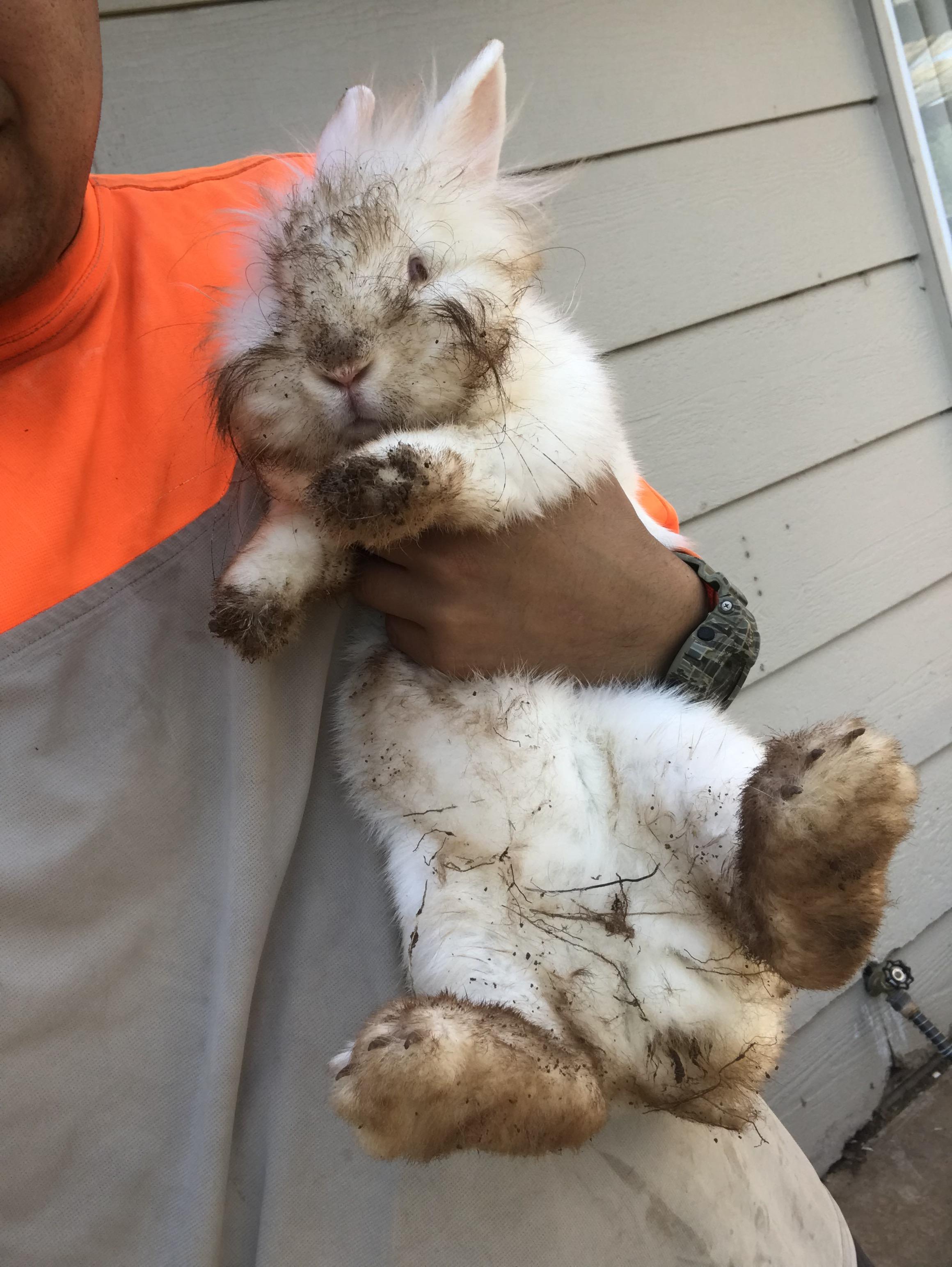 I caught my pet rabbit digging outside. r/aww