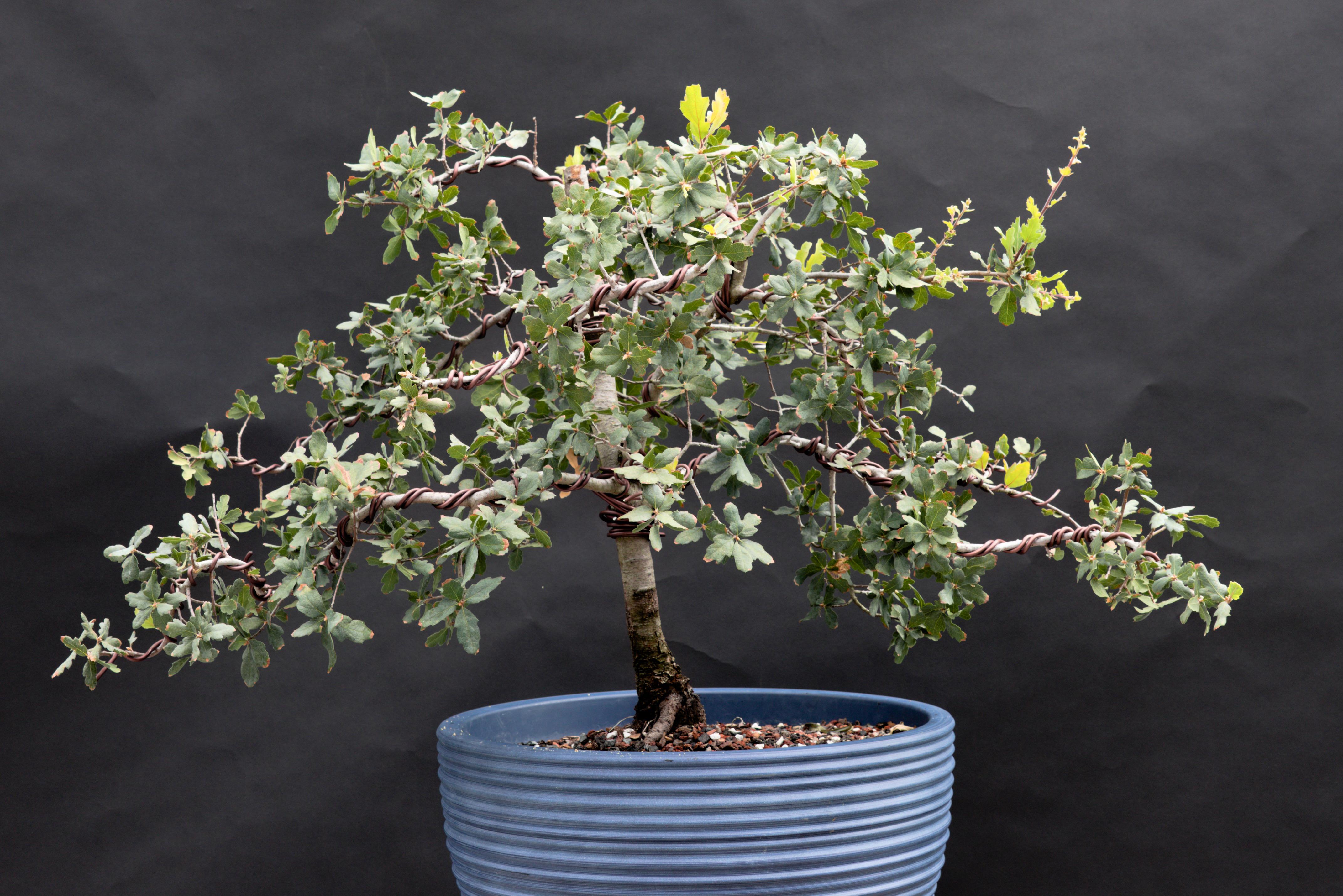 California Blue Oak Bonsai