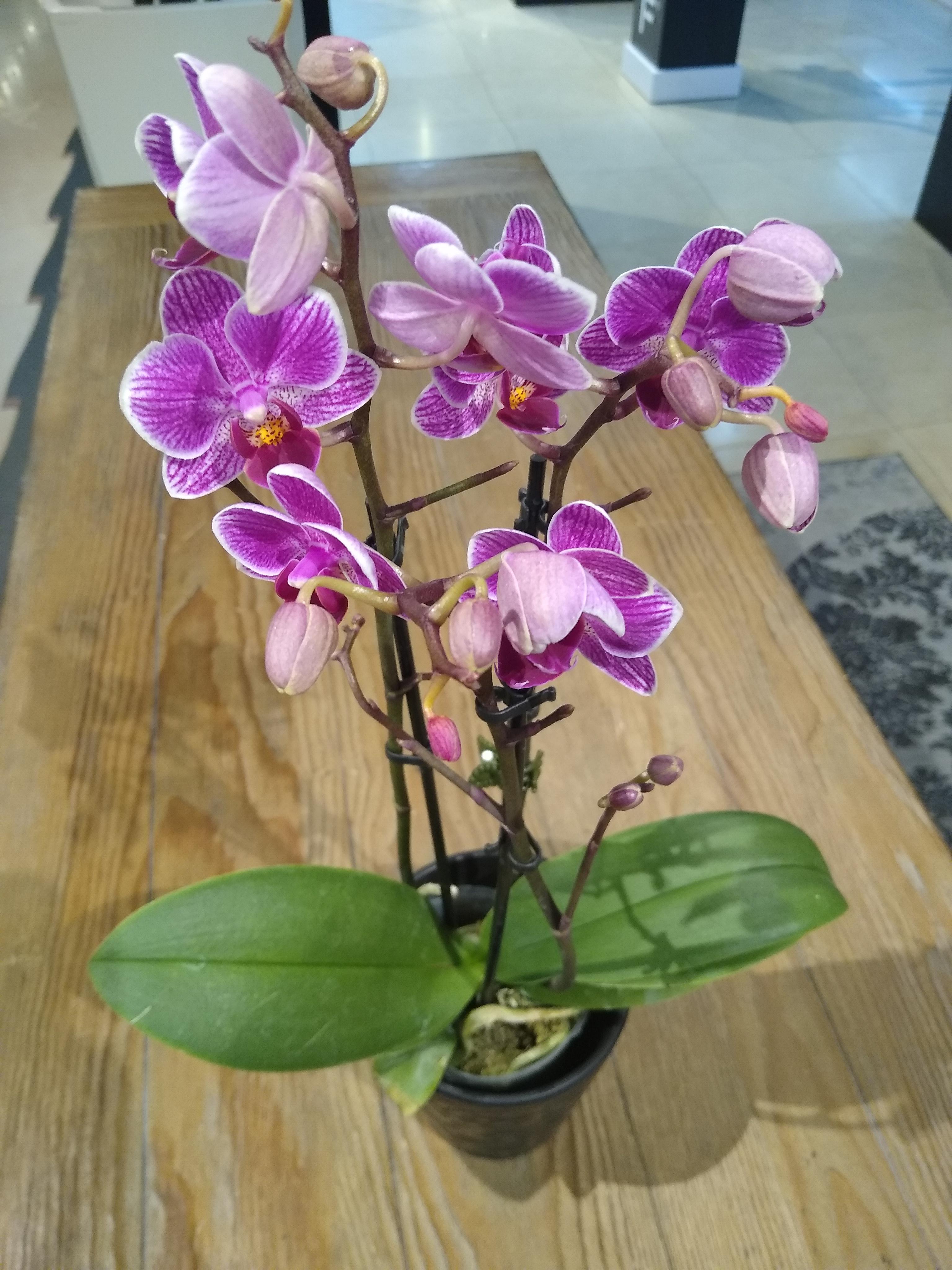 First time Orchid plant owner! Should you water your Orchids with an