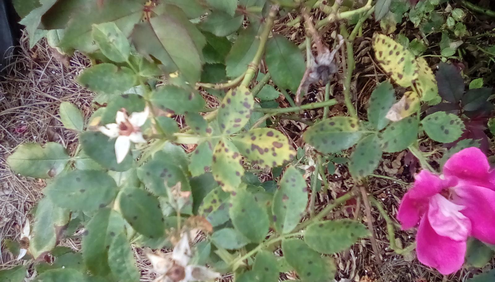 What is this killing my knockout roses? r/gardening