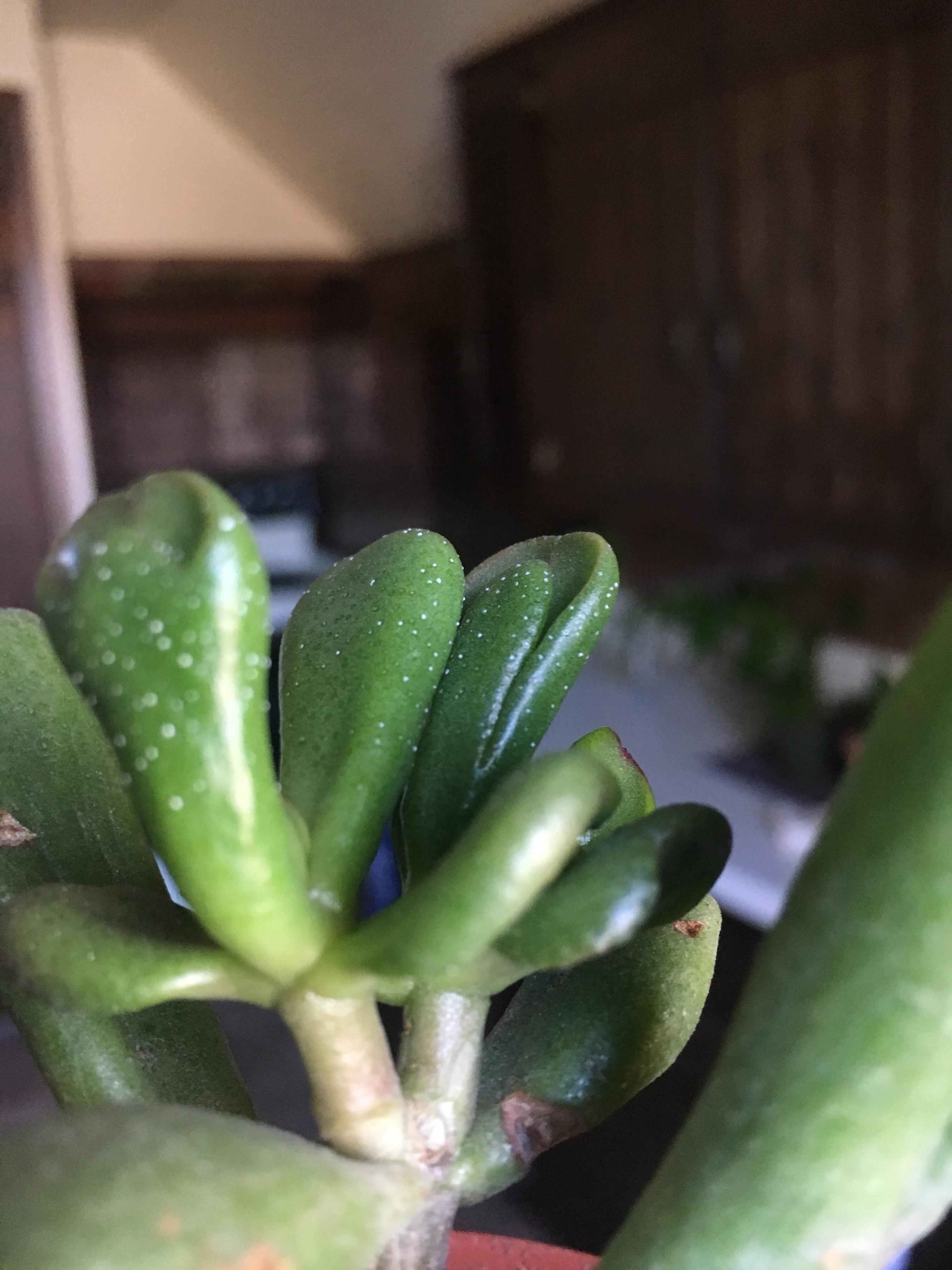 What are these white spots on this fella? They seem to come off when