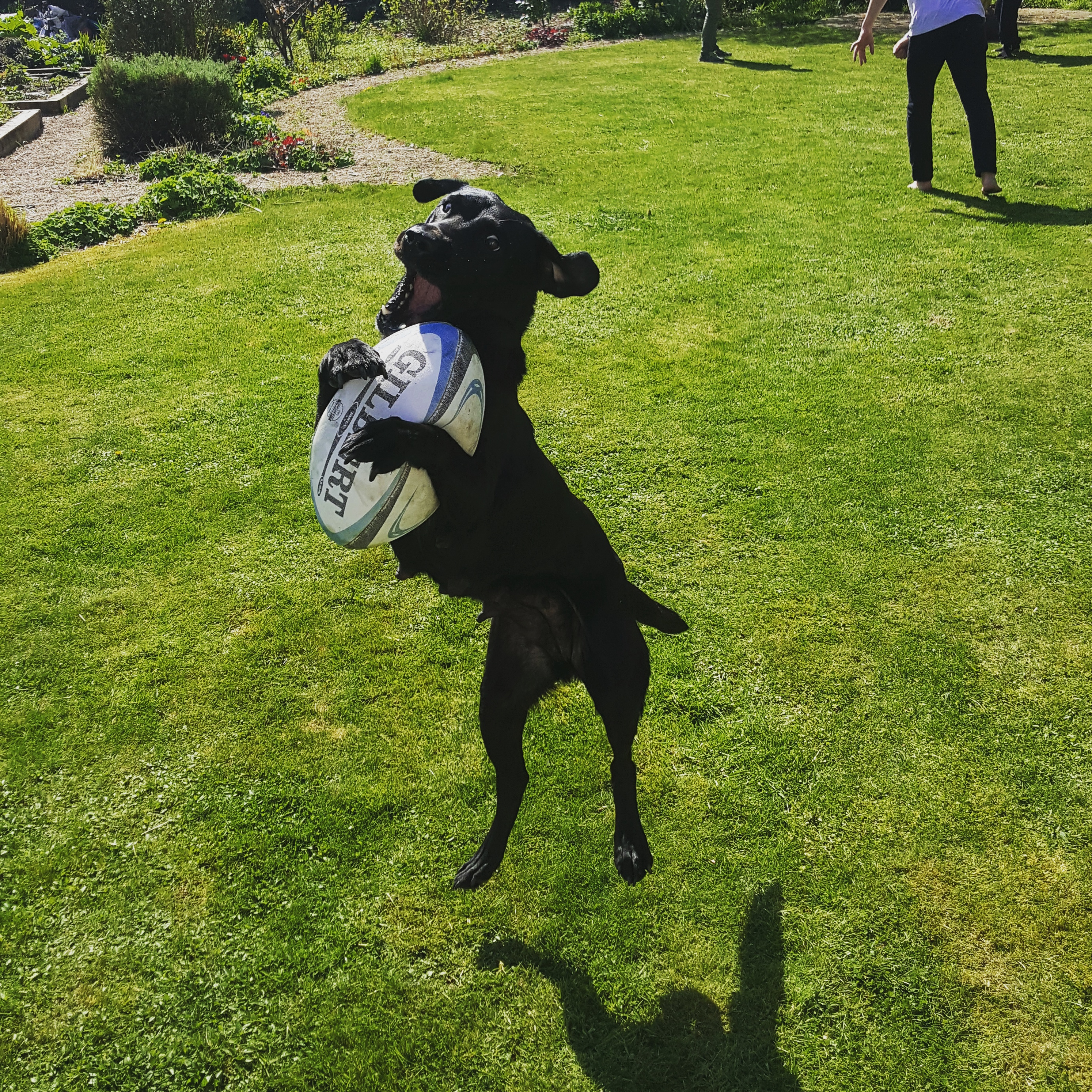 Just thought I'd share a photo I took of my dog playing rugby r