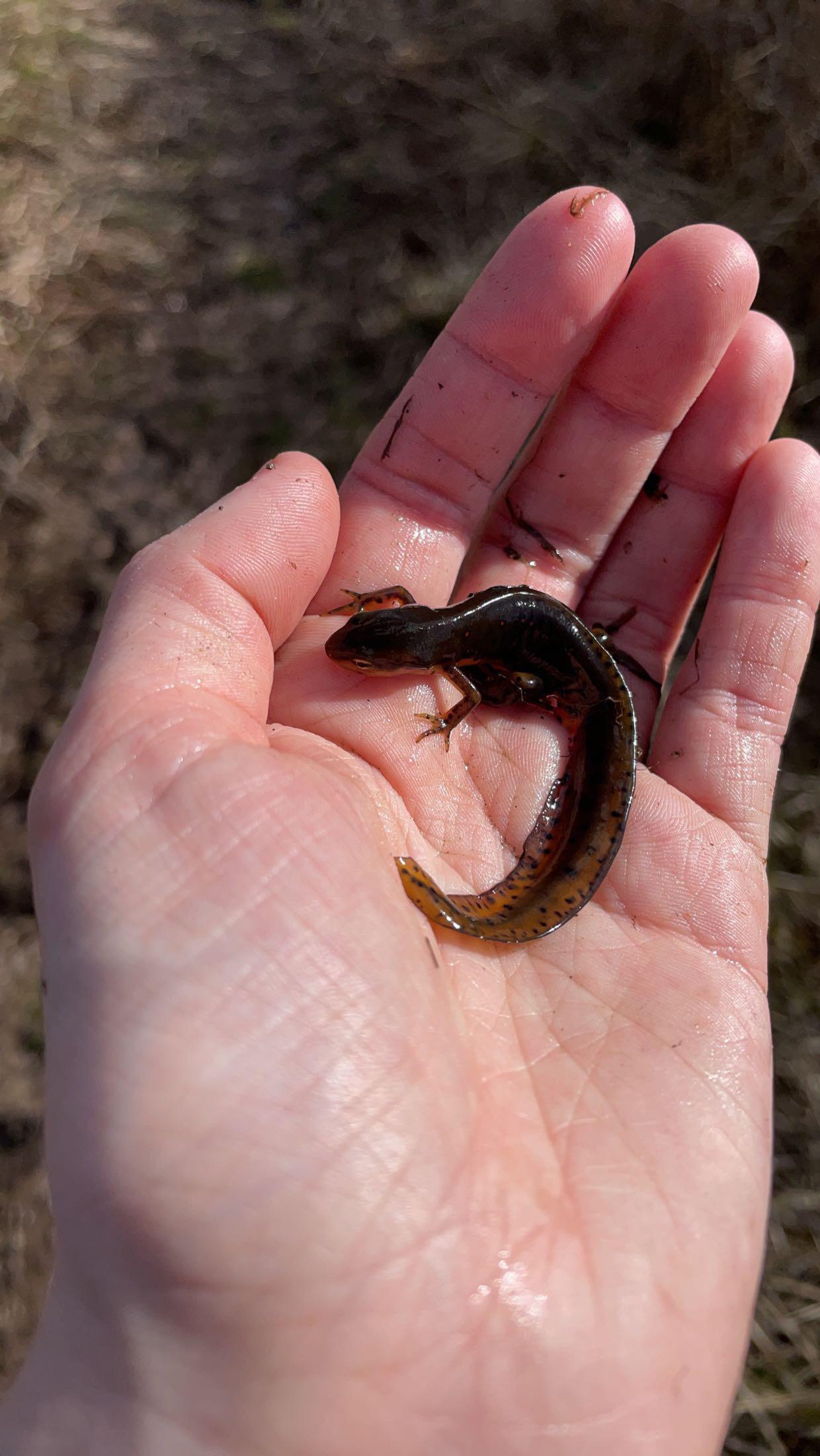 Is this a salamander?! : r/salamanders