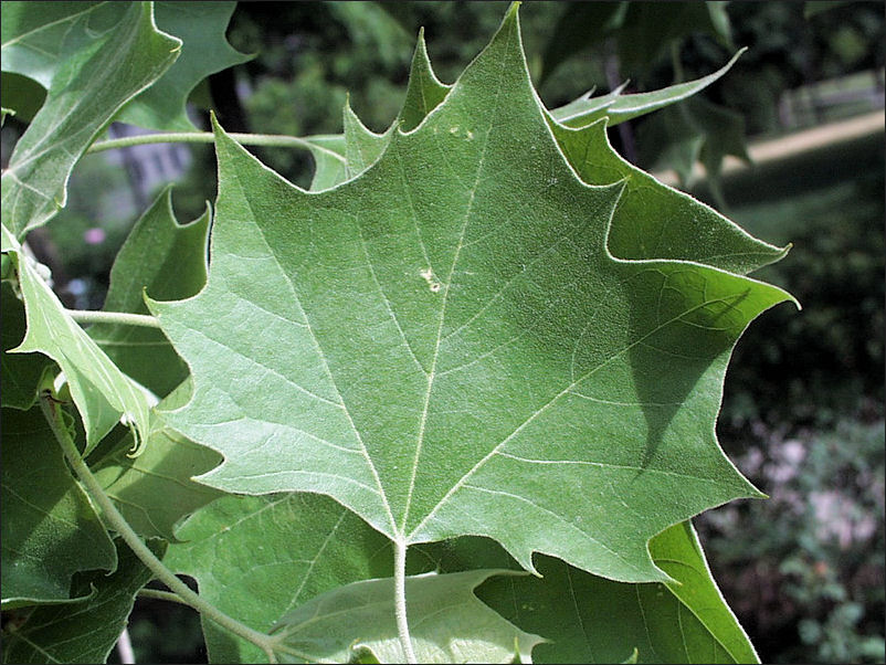 Sycamore leaves treeleaves